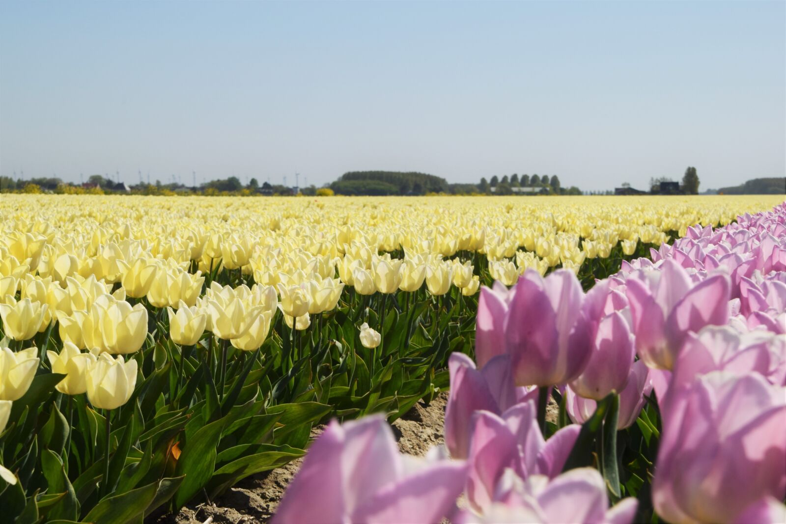 Nikon D3300 sample photo. Dirksland, spring, purple photography