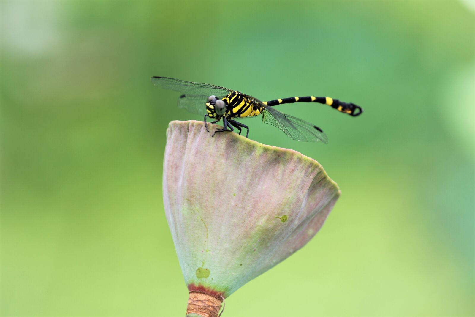 Canon EOS 60D + Canon EF 70-200mm F4L USM sample photo. Lotus, dragonfly, green photography