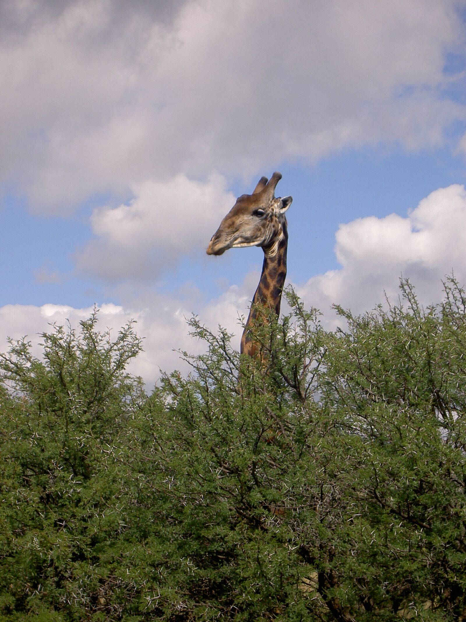 KONICA MINOLTA DiMAGE G400 sample photo. Giraffe, bushveld, survey photography