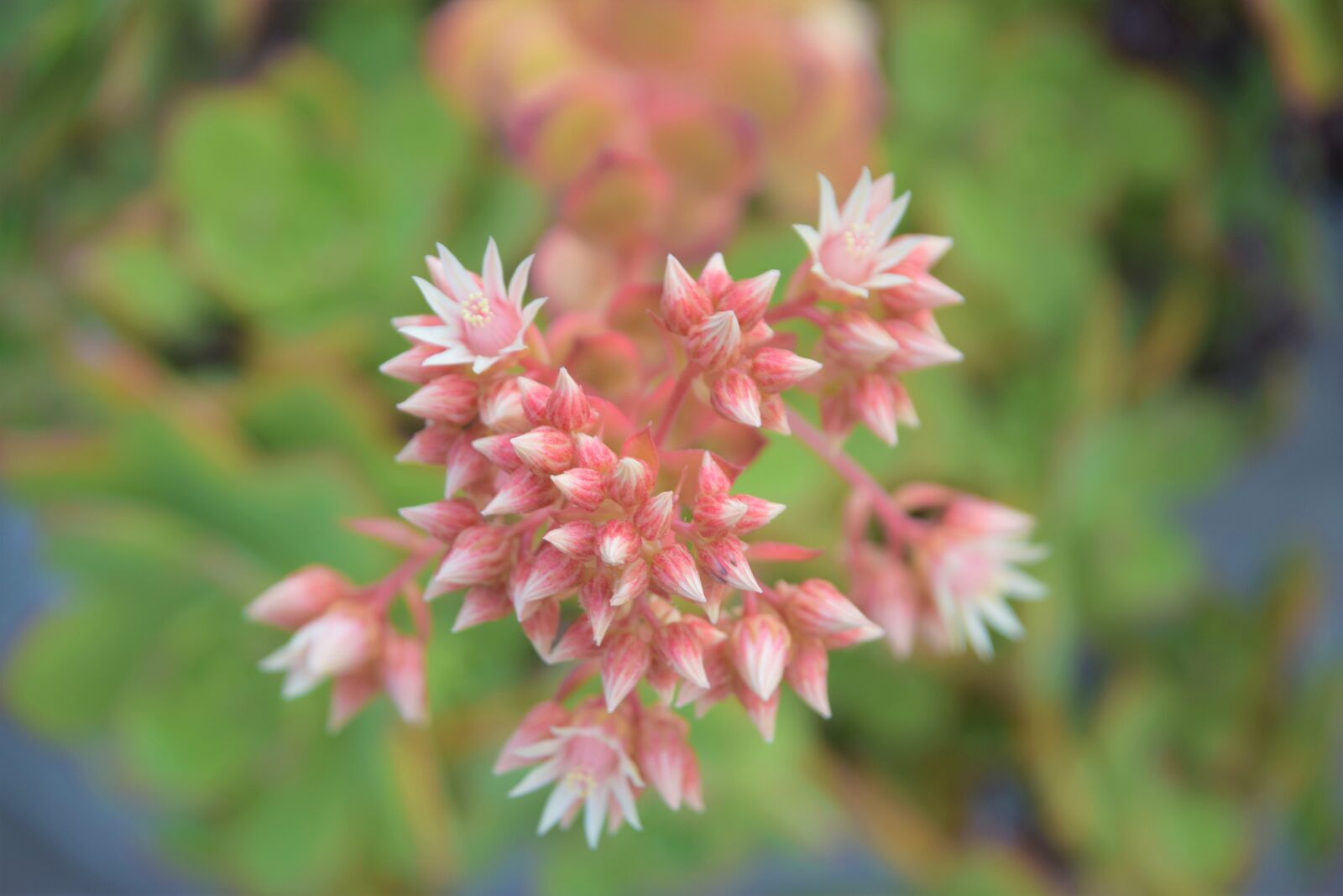 Nikon D3300 sample photo. Succulent, garden, nature photography