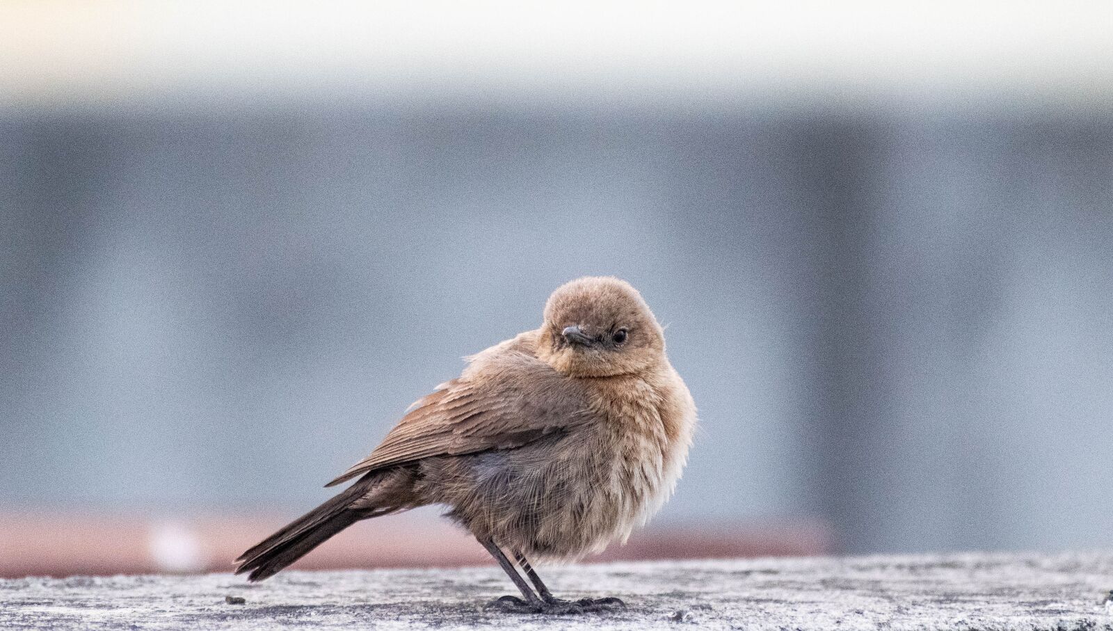 Nikon D3300 sample photo. Bird, nature, animal photography