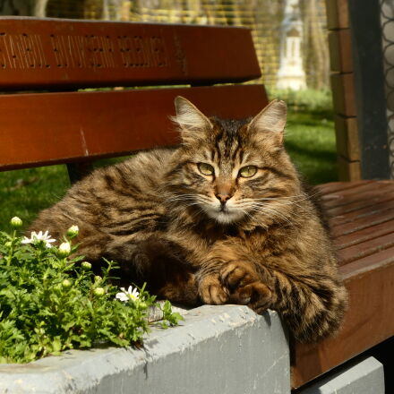 Panasonic Lumix DC-ZS70 (Lumix DC-TZ90) sample photos - ExploreCams