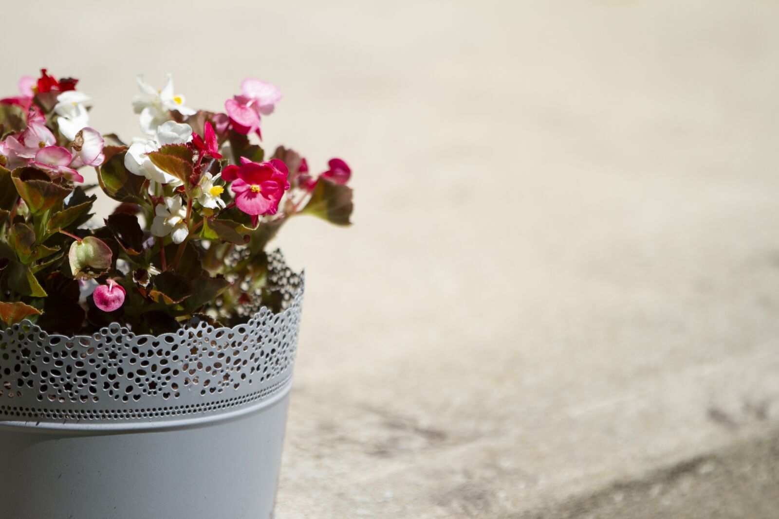Canon EOS 7D sample photo. Pot, plant, floral photography