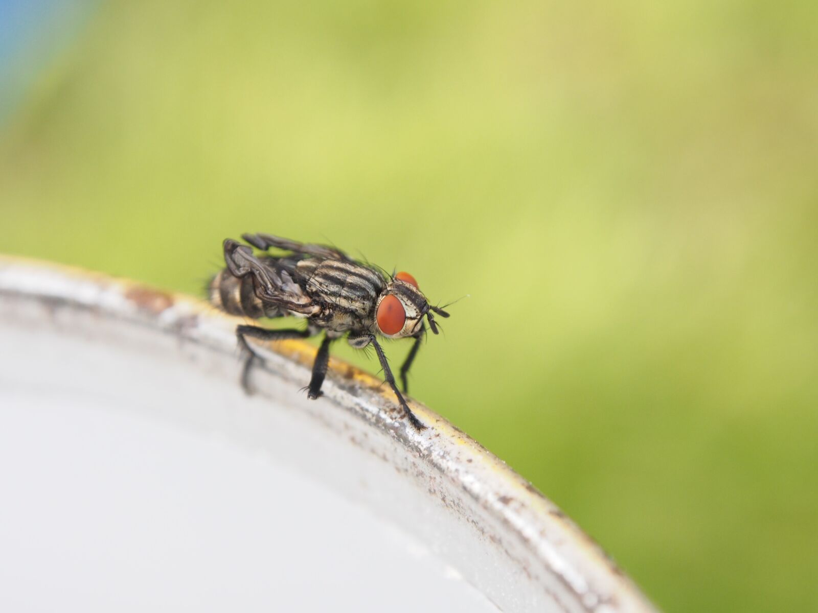 Olympus OM-D E-M5 sample photo. Fly, insect, crippled photography