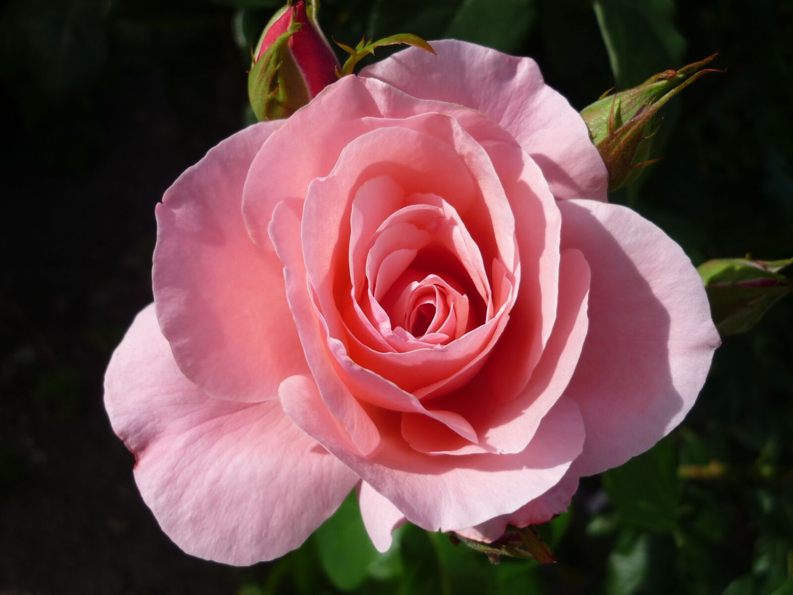 Panasonic Lumix DMC-FS6 sample photo. Rose, german flower, bush photography