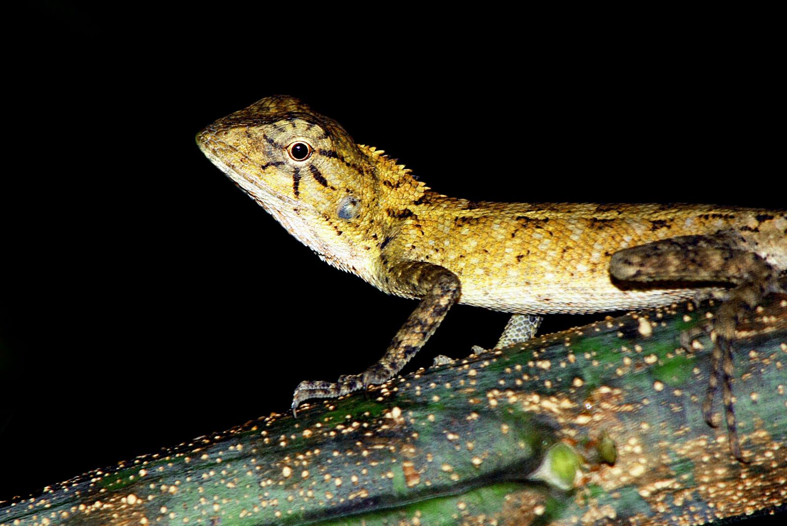 Canon EOS 450D (EOS Rebel XSi / EOS Kiss X2) sample photo. Reptile, gecko, italy photography