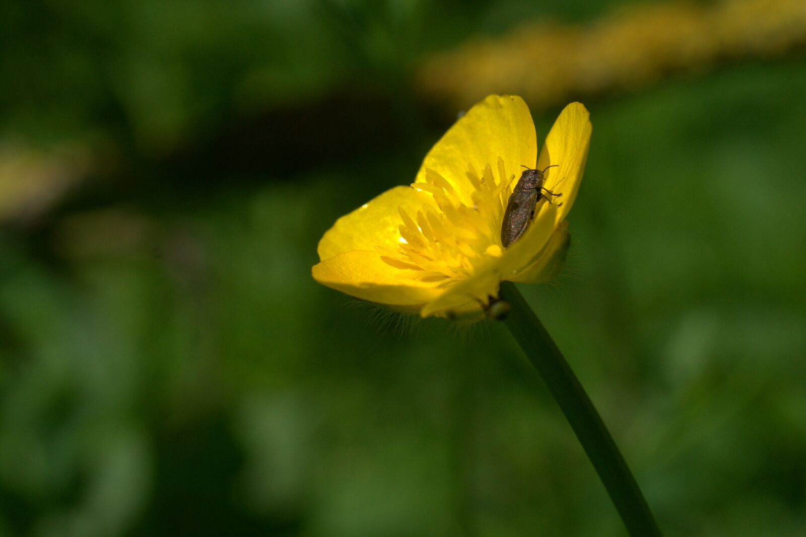 Sony FE 50mm F2.8 Macro sample photo. Buttercup, flower, yellow photography