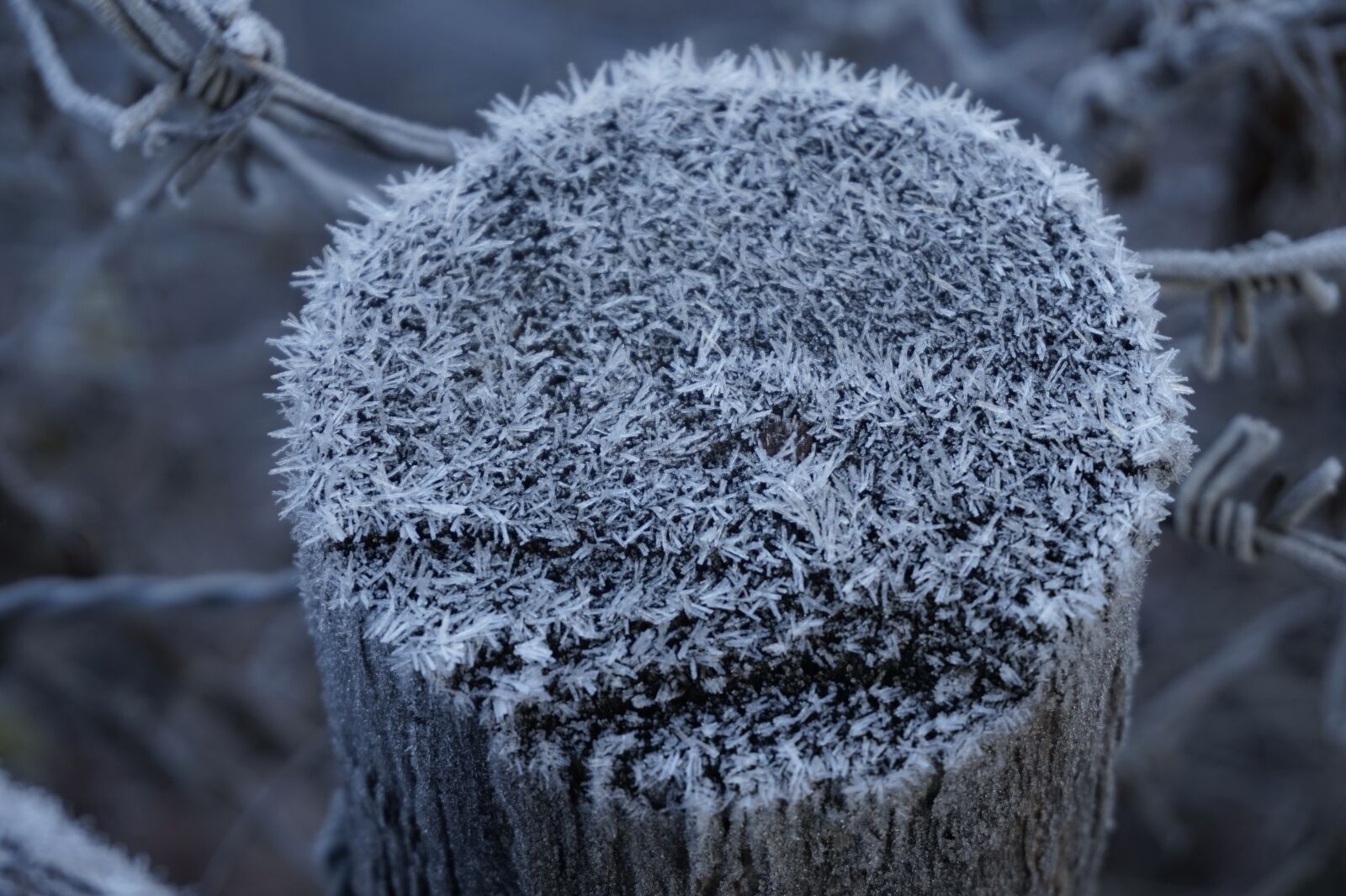 Sony Alpha a5000 (ILCE 5000) sample photo. Fence post, nature, winter photography
