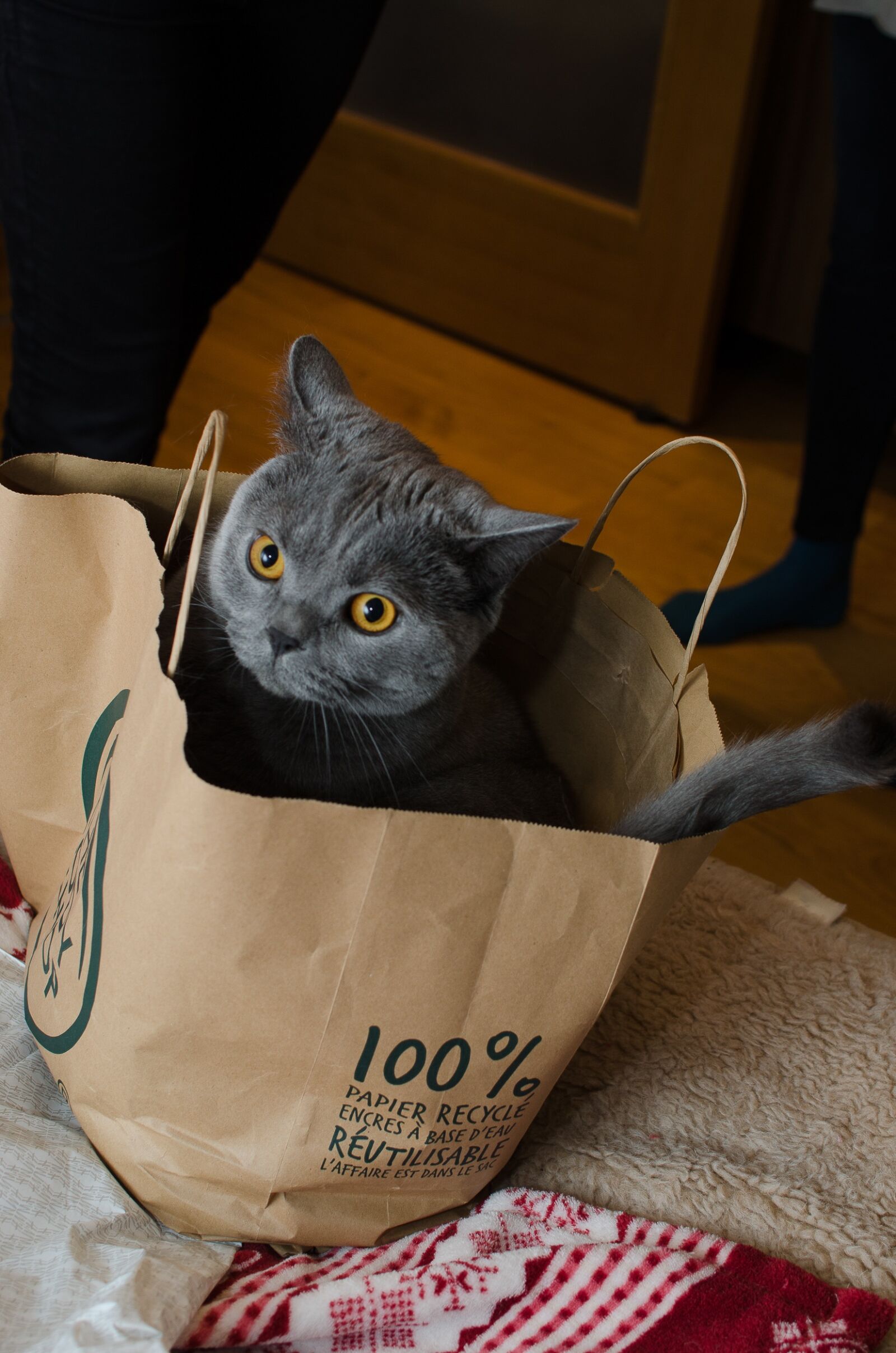 Nikon D7000 sample photo. Animal, cat, thinking cat photography