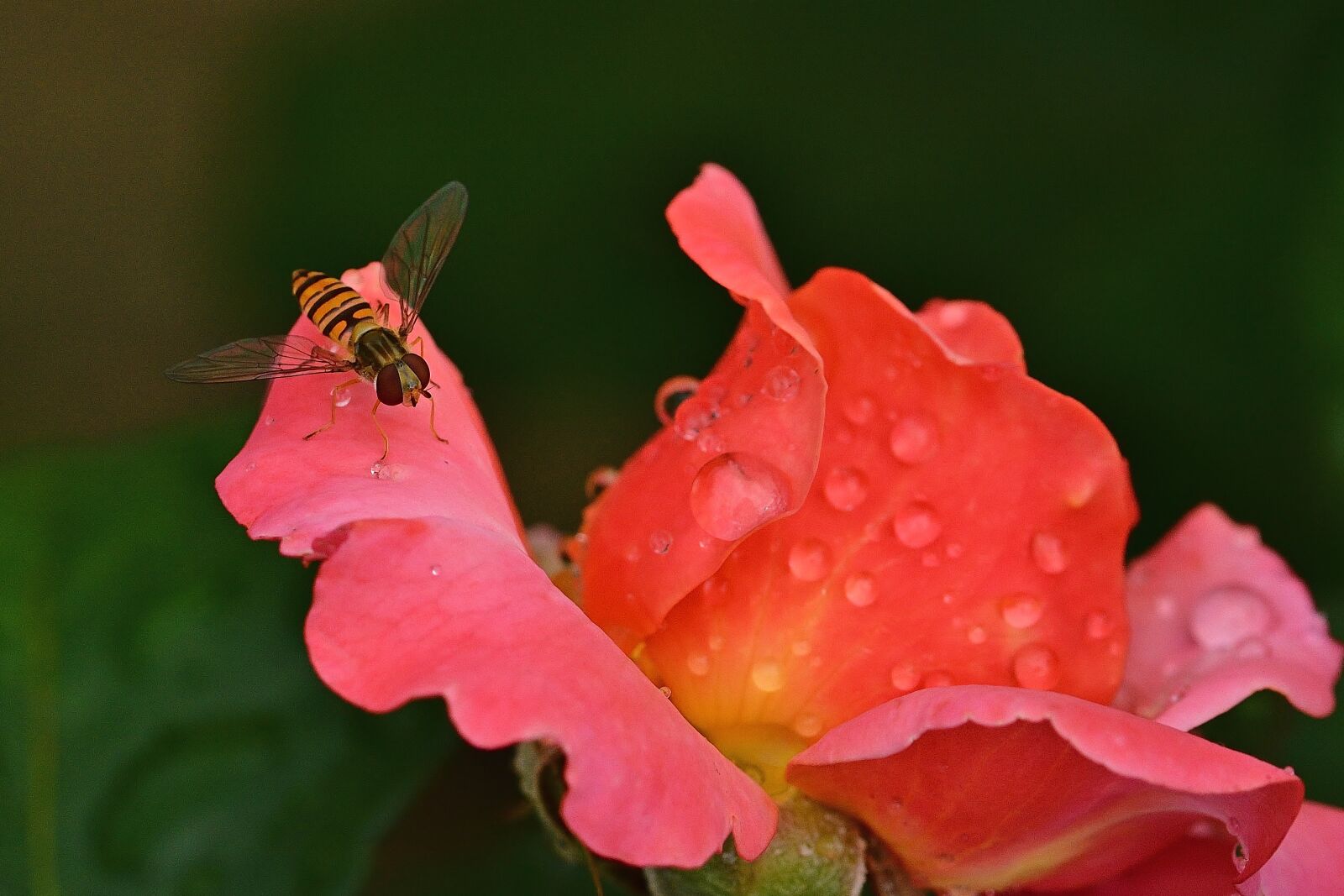 Nikon D5200 sample photo. Floribunda, blossom, bloom photography