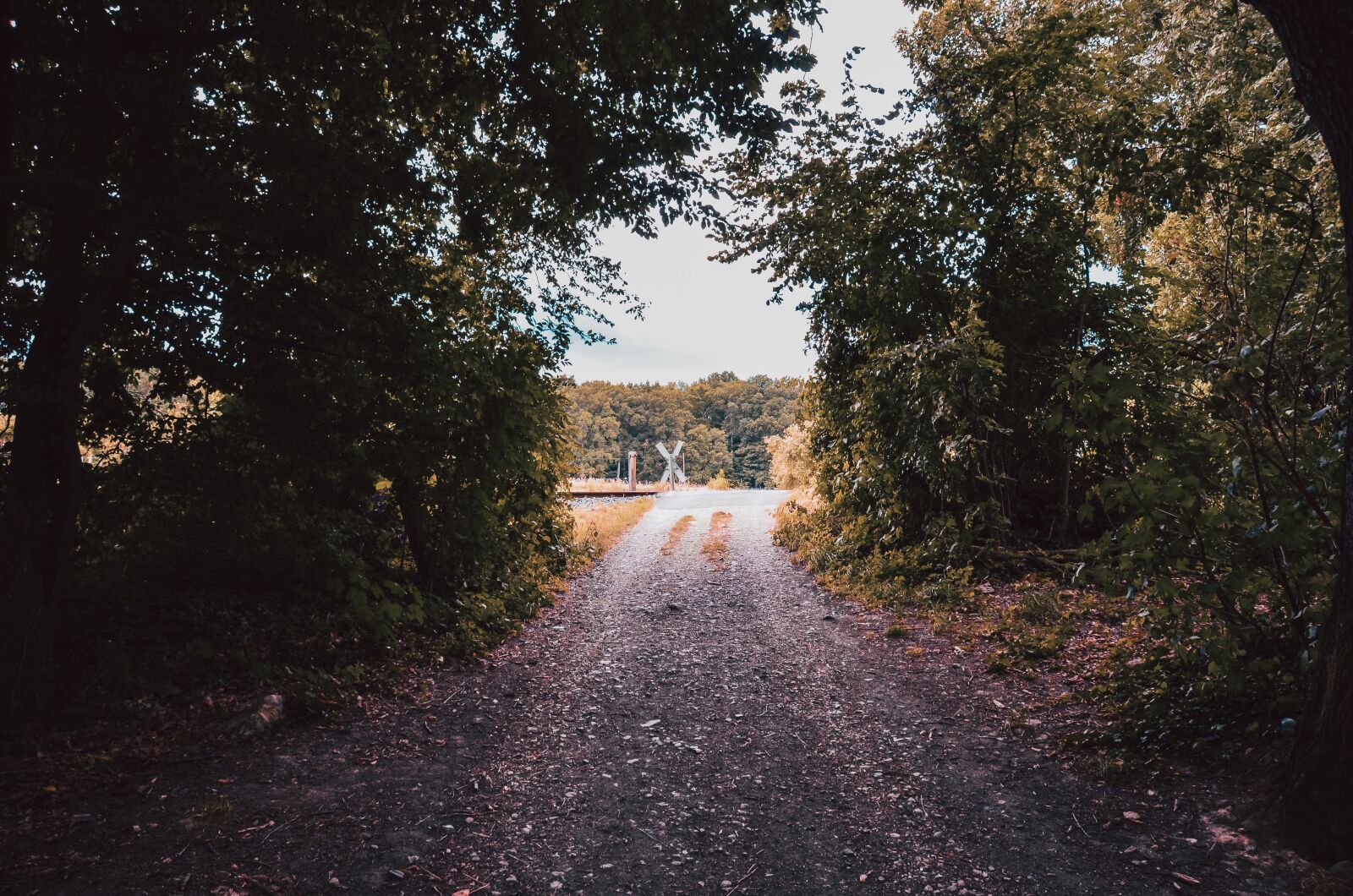 Nikon D5100 sample photo. Forest, trees, nature photography