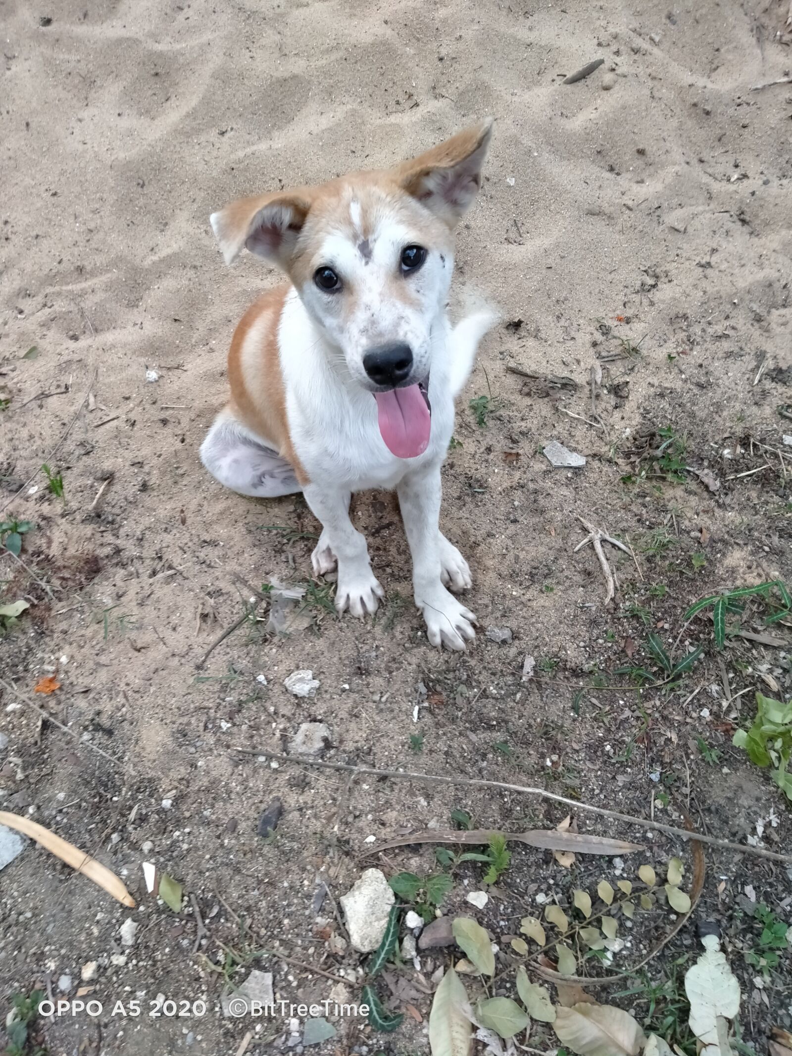 OPPO A5 2020 sample photo. Dog, sand, light photography