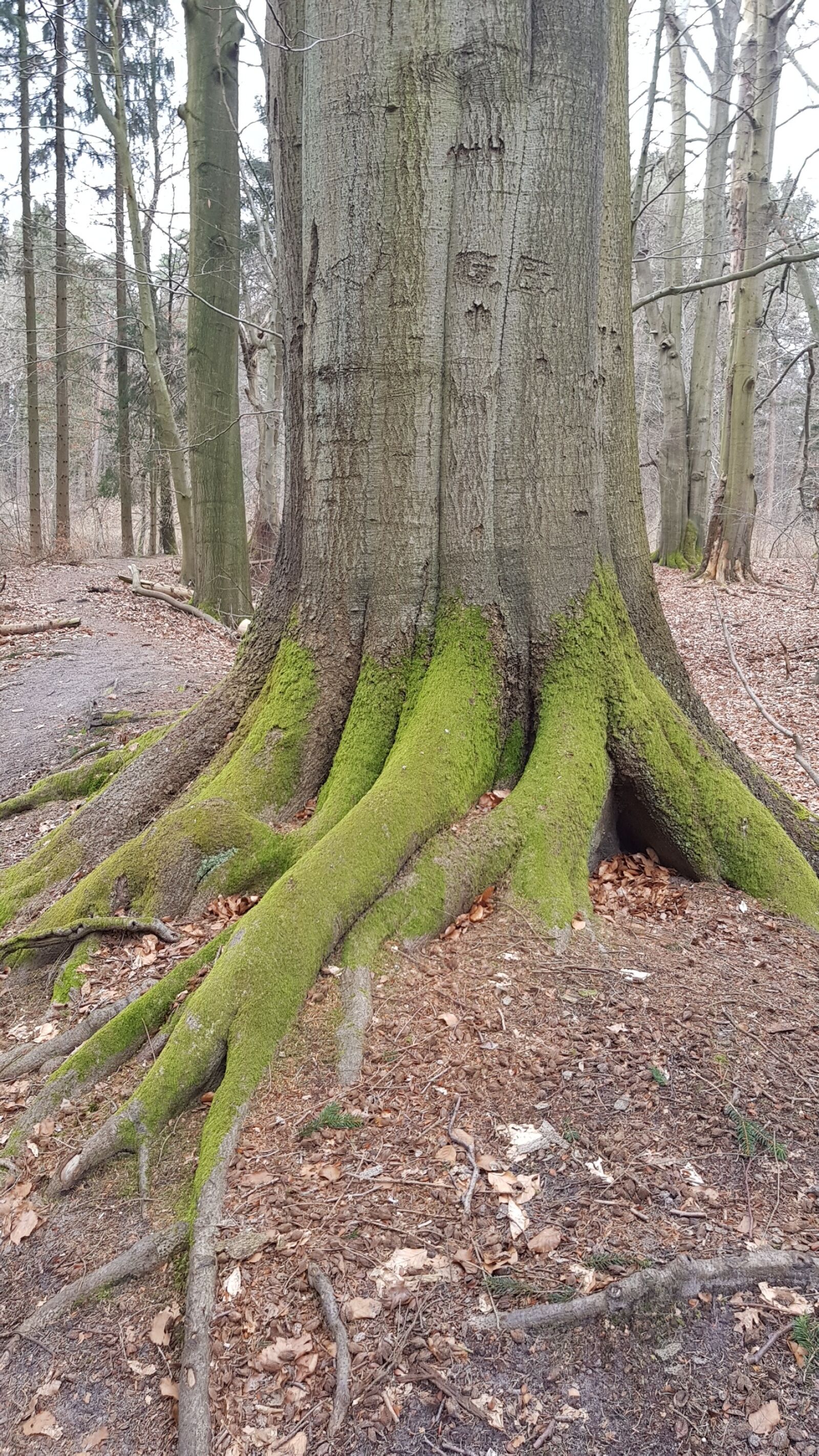 Samsung Galaxy S8 sample photo. Wood, nature, tree photography