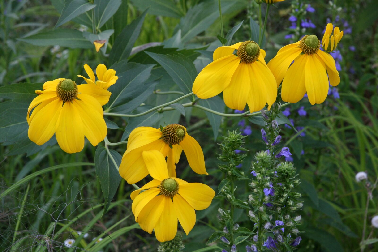 Canon EOS 400D (EOS Digital Rebel XTi / EOS Kiss Digital X) sample photo. Yellow, flowers, coneflower photography