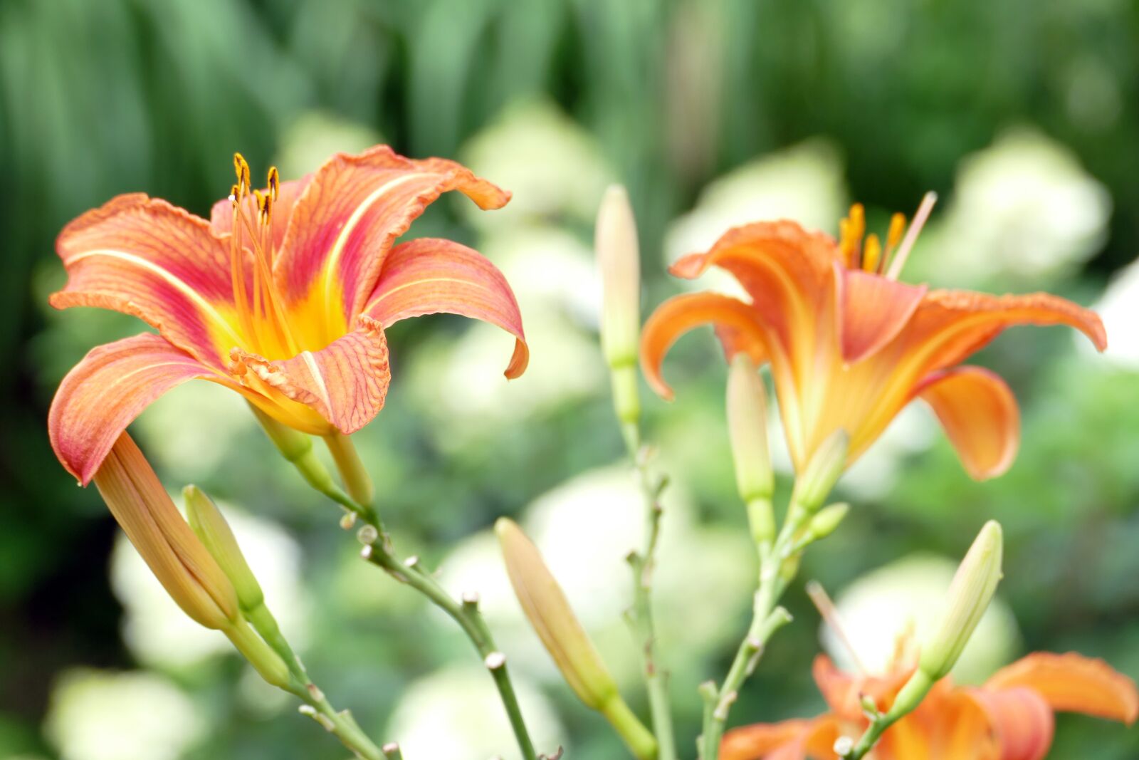 Panasonic Lumix DMC-FZ1000 sample photo. Lily, lily blossom, flower photography