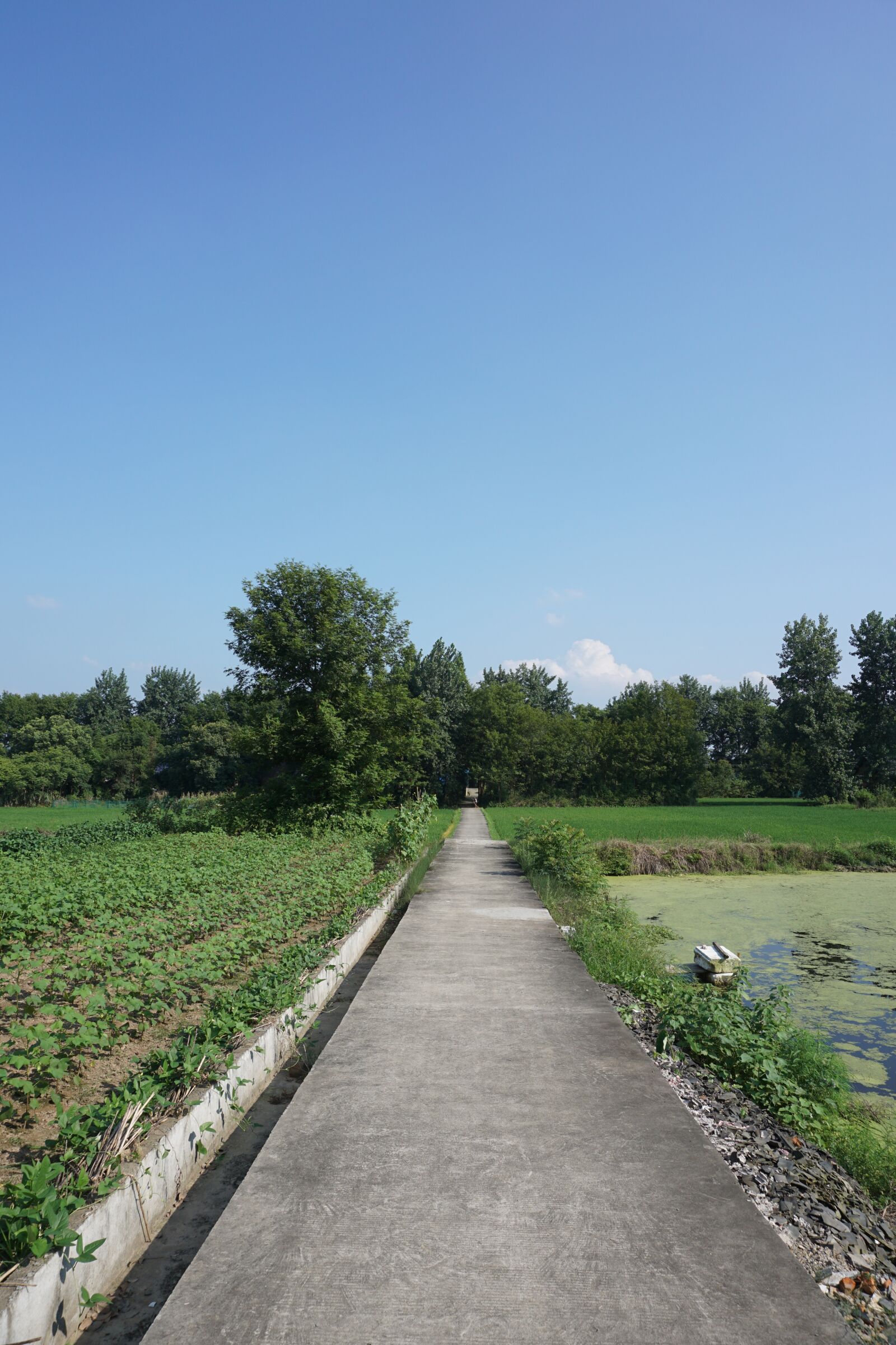 Sony E 16-50mm F3.5-5.6 PZ OSS sample photo. Road, countryside, trees photography