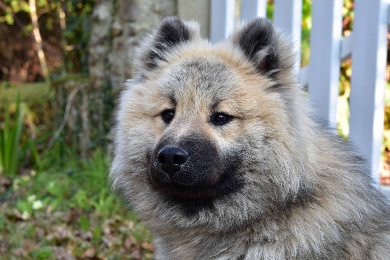 Nikon D5600 sample photo. Dog, dog olaf eurasier photography