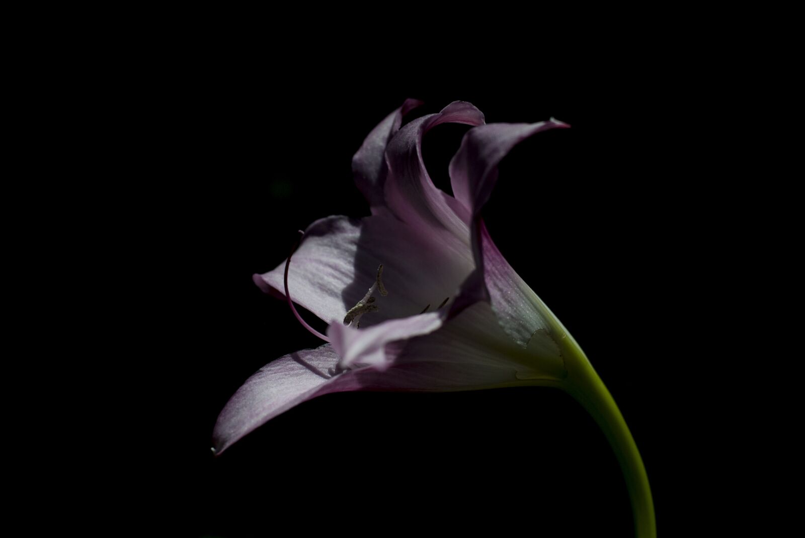 Nikon D3000 sample photo. Flower, nature, garden photography