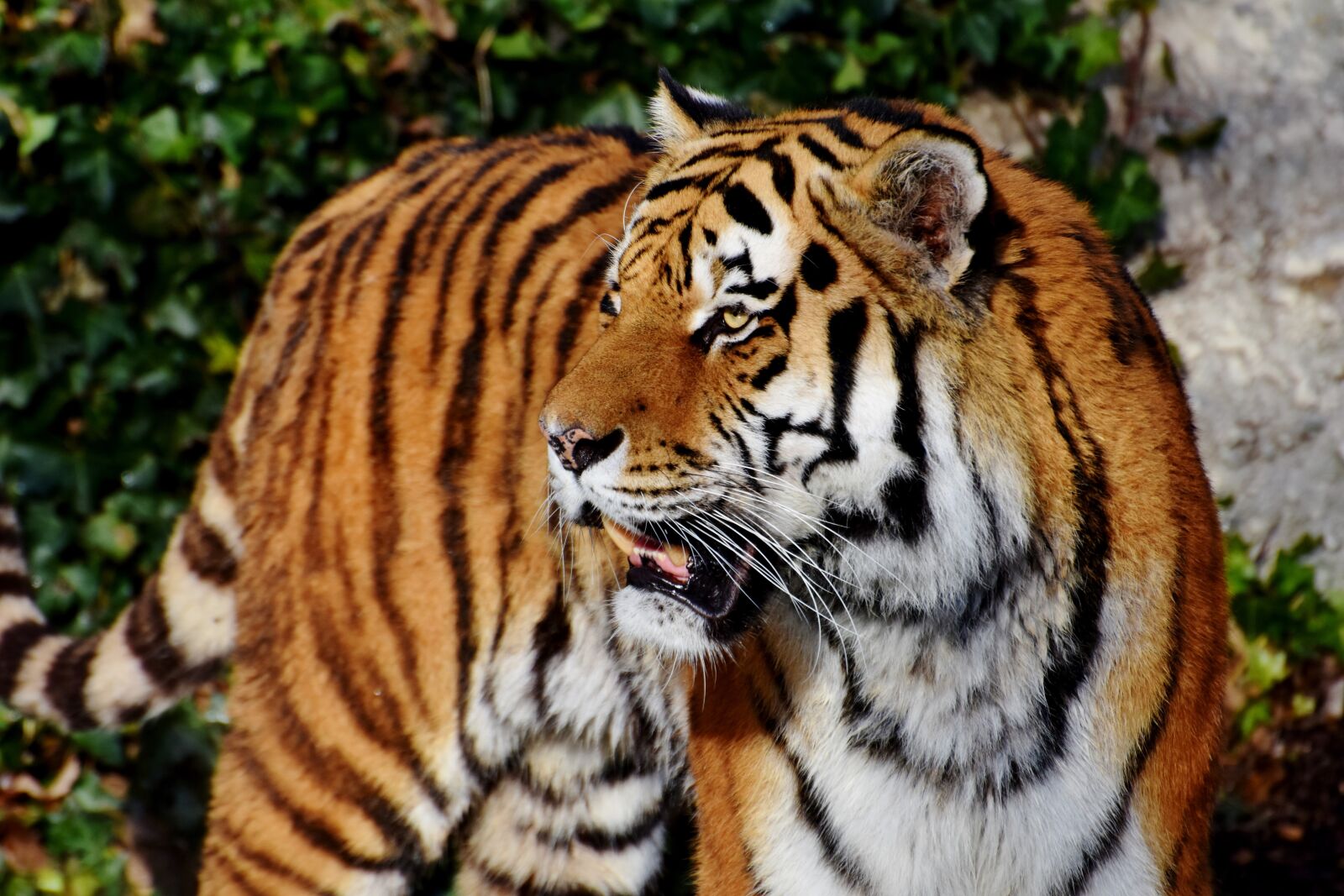 Nikon D7200 sample photo. Tiger, tiger head, big photography