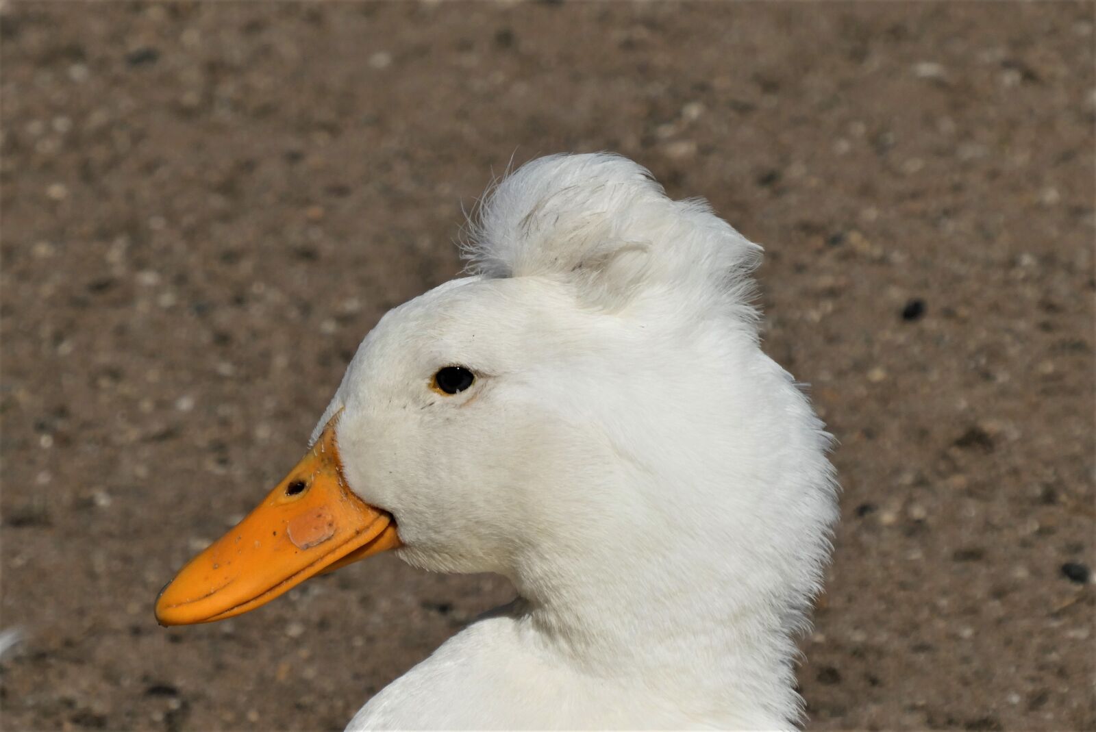 Panasonic Lumix DC-ZS70 (Lumix DC-TZ90) sample photo. Tufted duck, duck, white photography