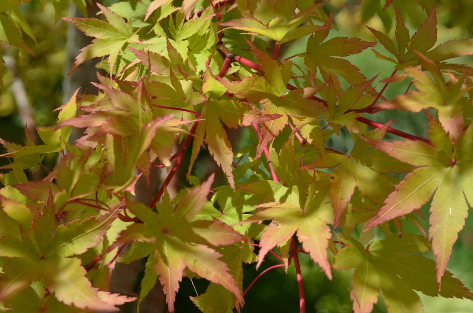 Nikon D5100 sample photo. Leaf, nature, flora photography