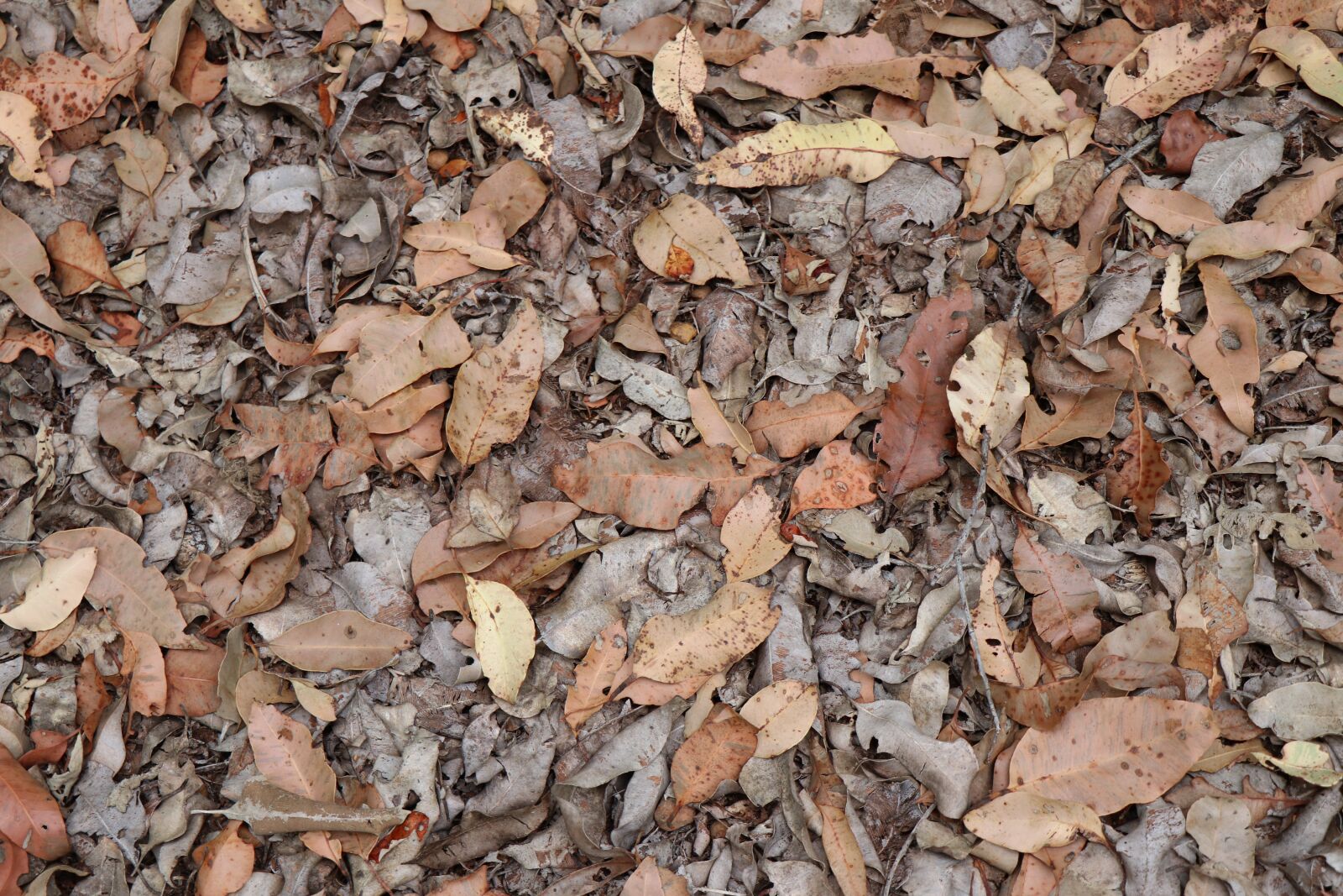 Canon EF-S 18-135mm F3.5-5.6 IS USM sample photo. Autumn, leaves, forest photography