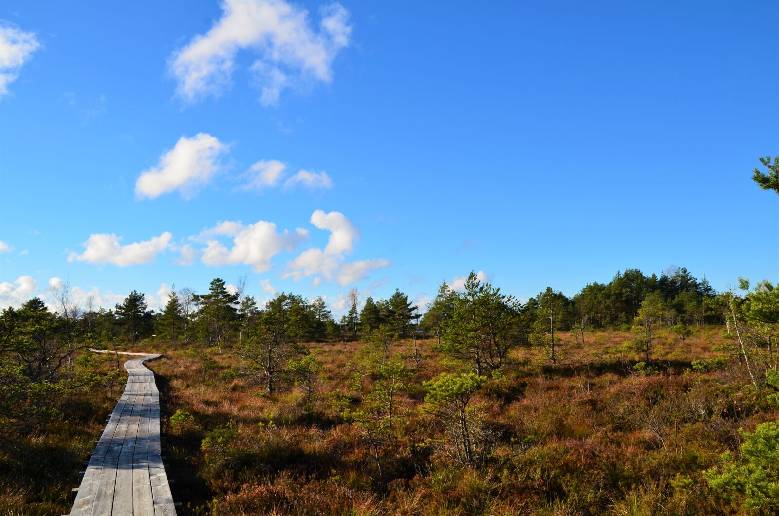 Nikon D5100 sample photo. Estonia, forest, landscape photography