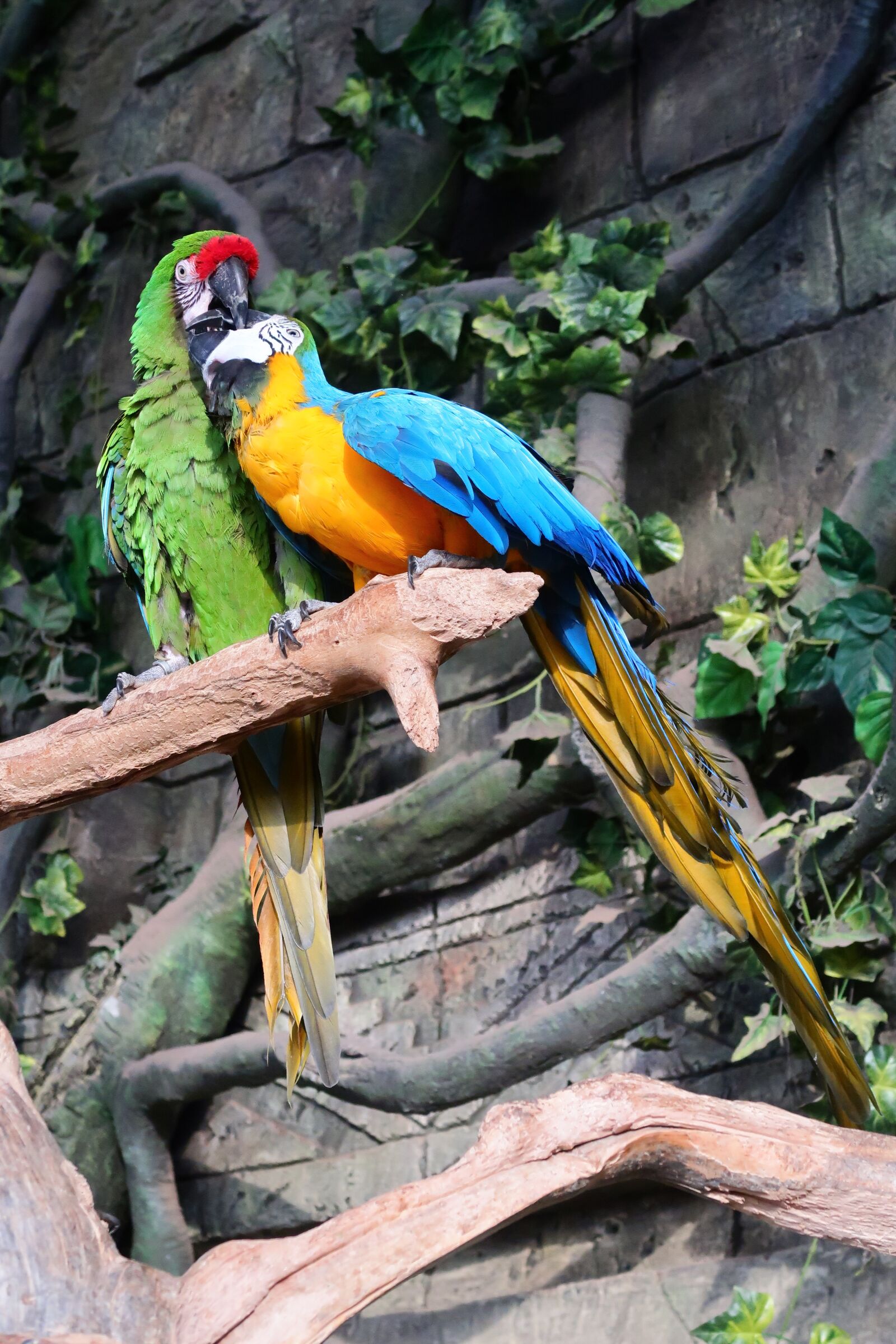 Canon PowerShot G7 X Mark II sample photo. Parrot, parrots, a flock photography