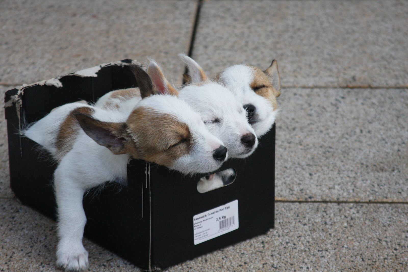 Canon EOS 40D sample photo. Animals, dogs, puppies photography