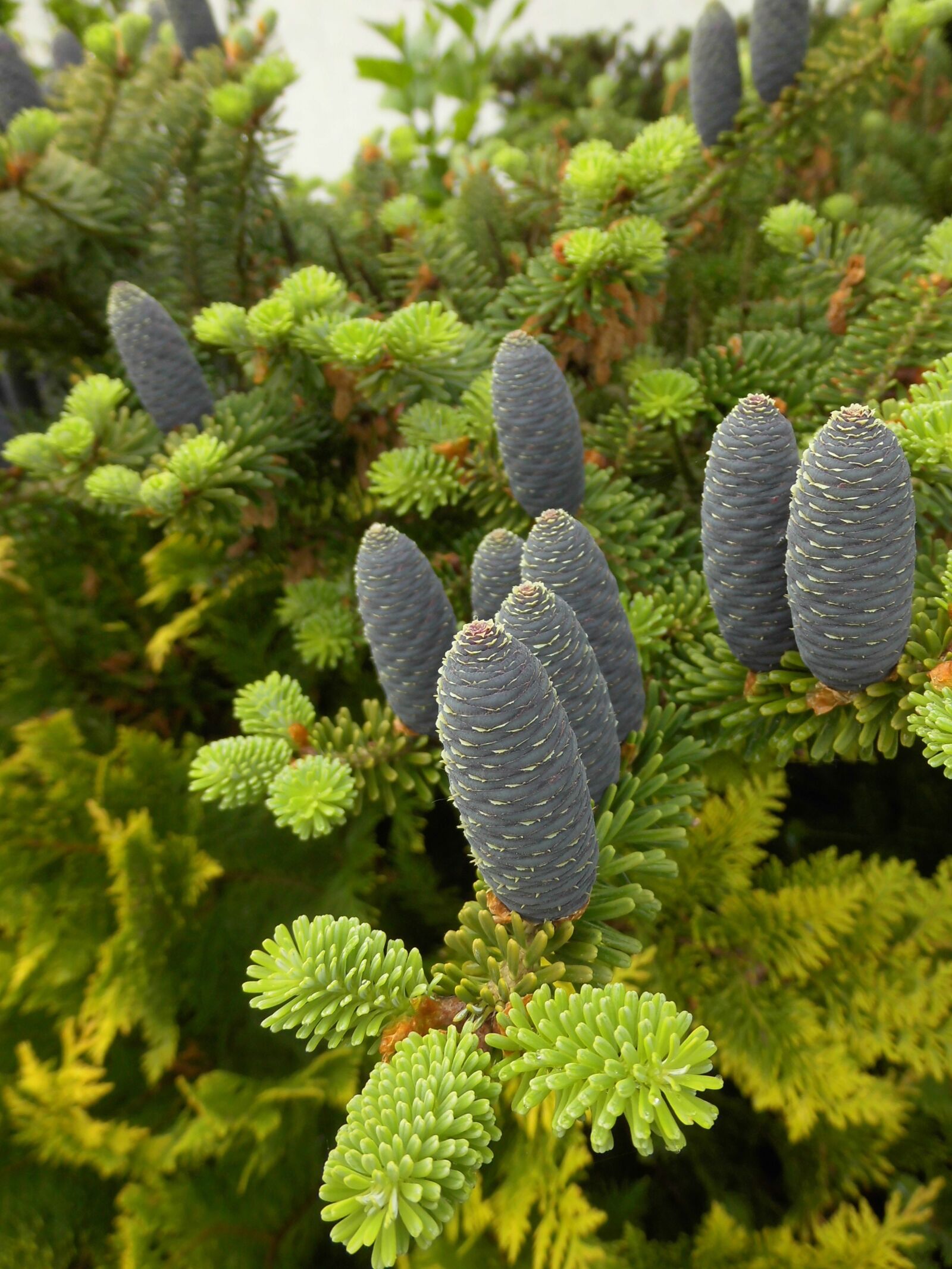 MEDION MD86824 sample photo. Female cone, korean fir photography
