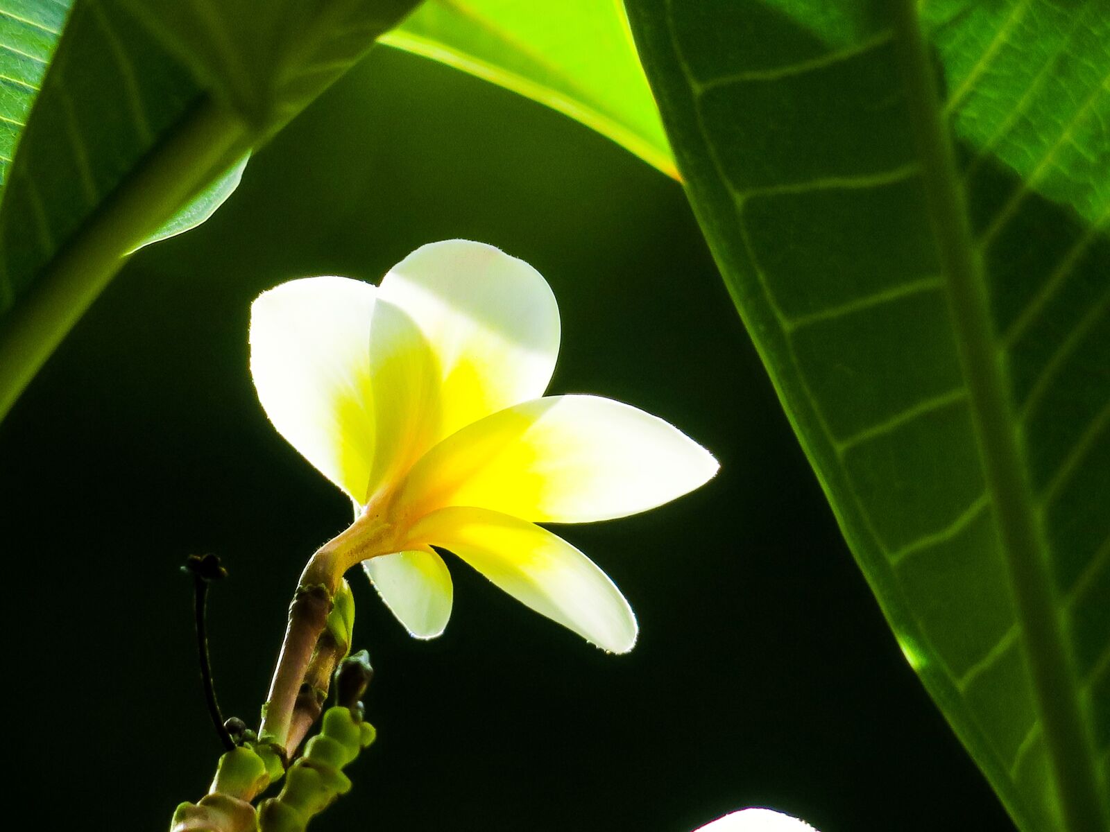 Canon PowerShot G3 X sample photo. Plumeria, nature, beautiful photography