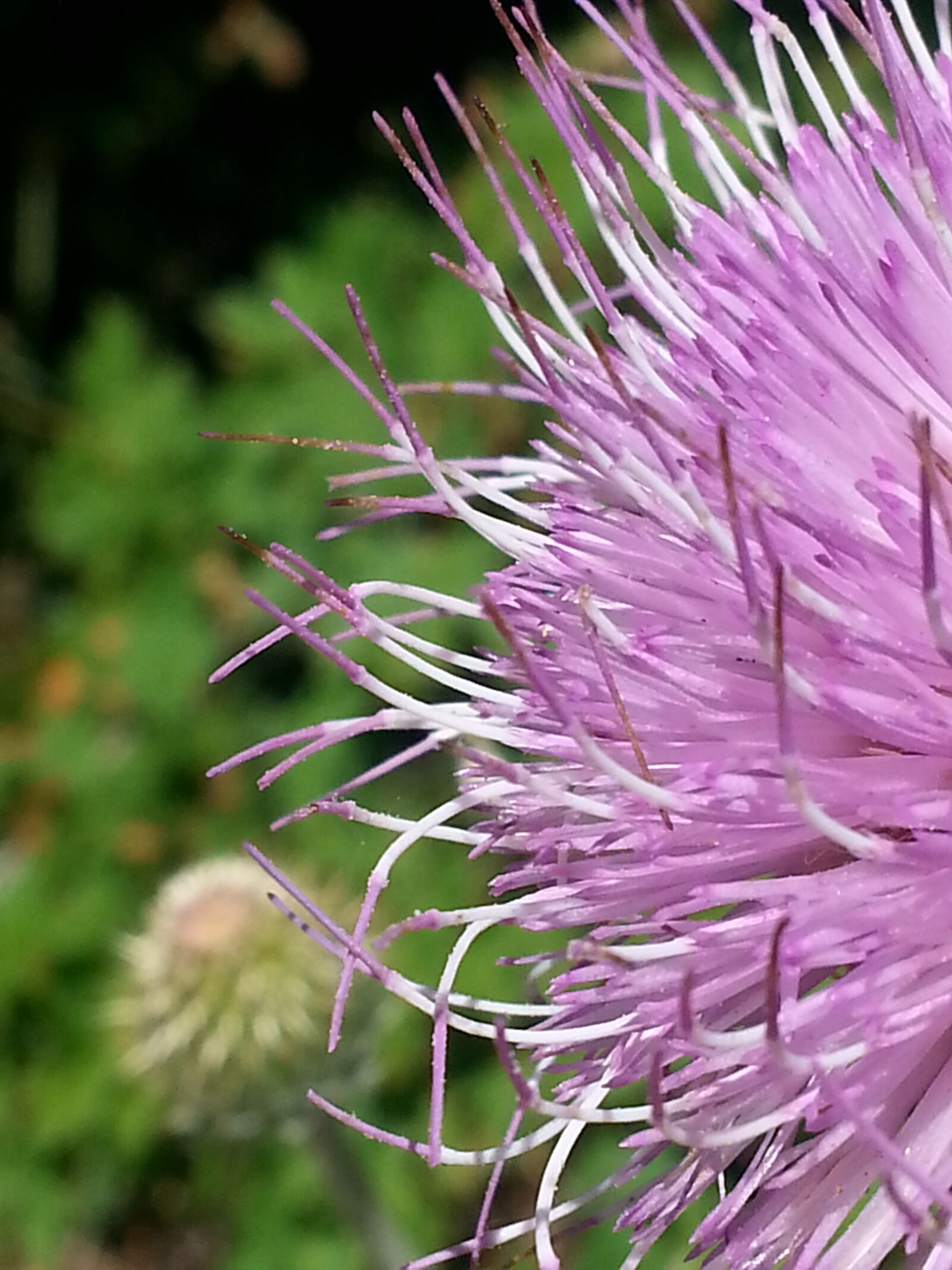 Samsung Galaxy S3 sample photo. Abstract, nature, purple, wildflower photography