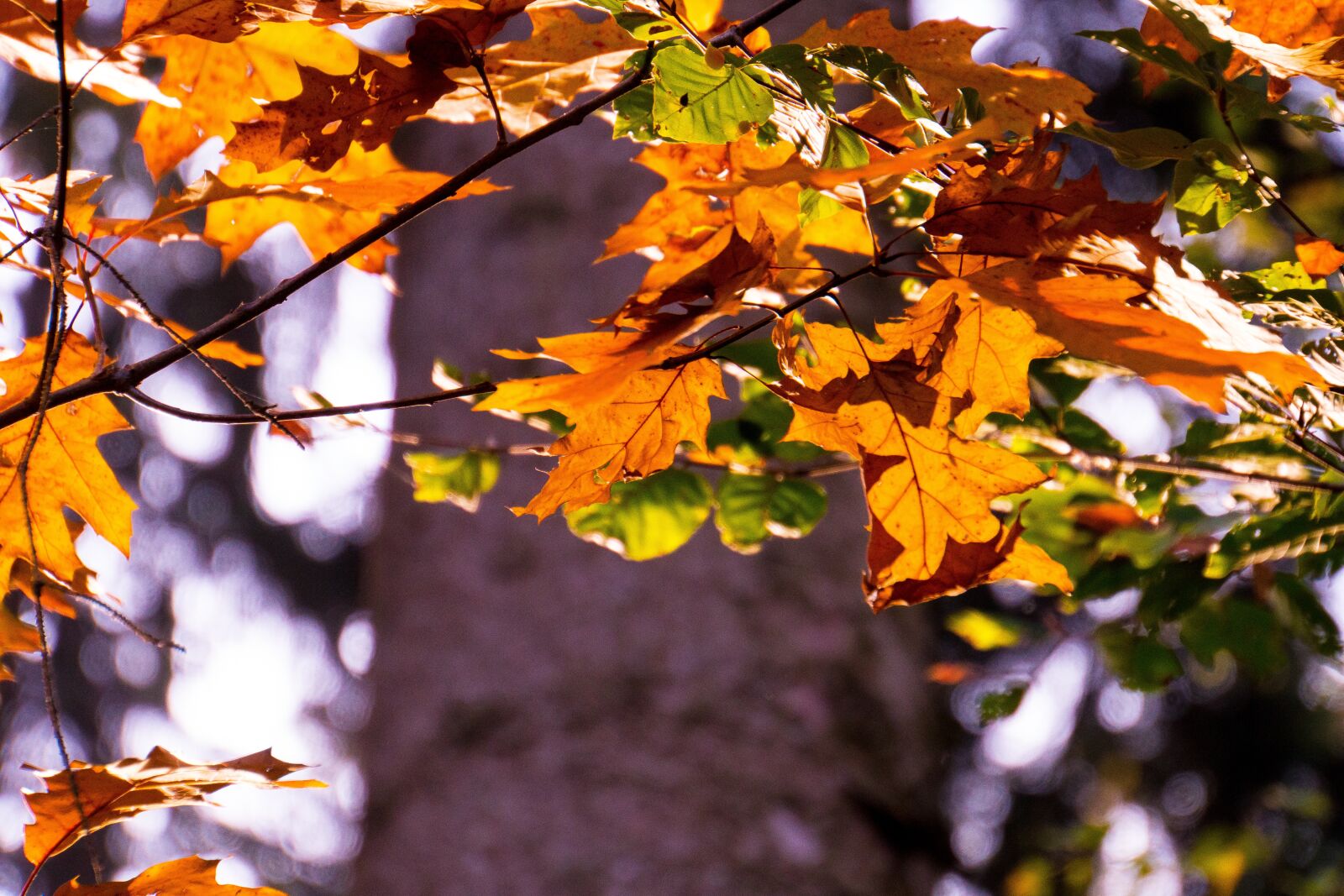 Sony a6500 + Sony E 18-200mm F3.5-6.3 OSS LE sample photo. Backlighting, autumn, nature photography