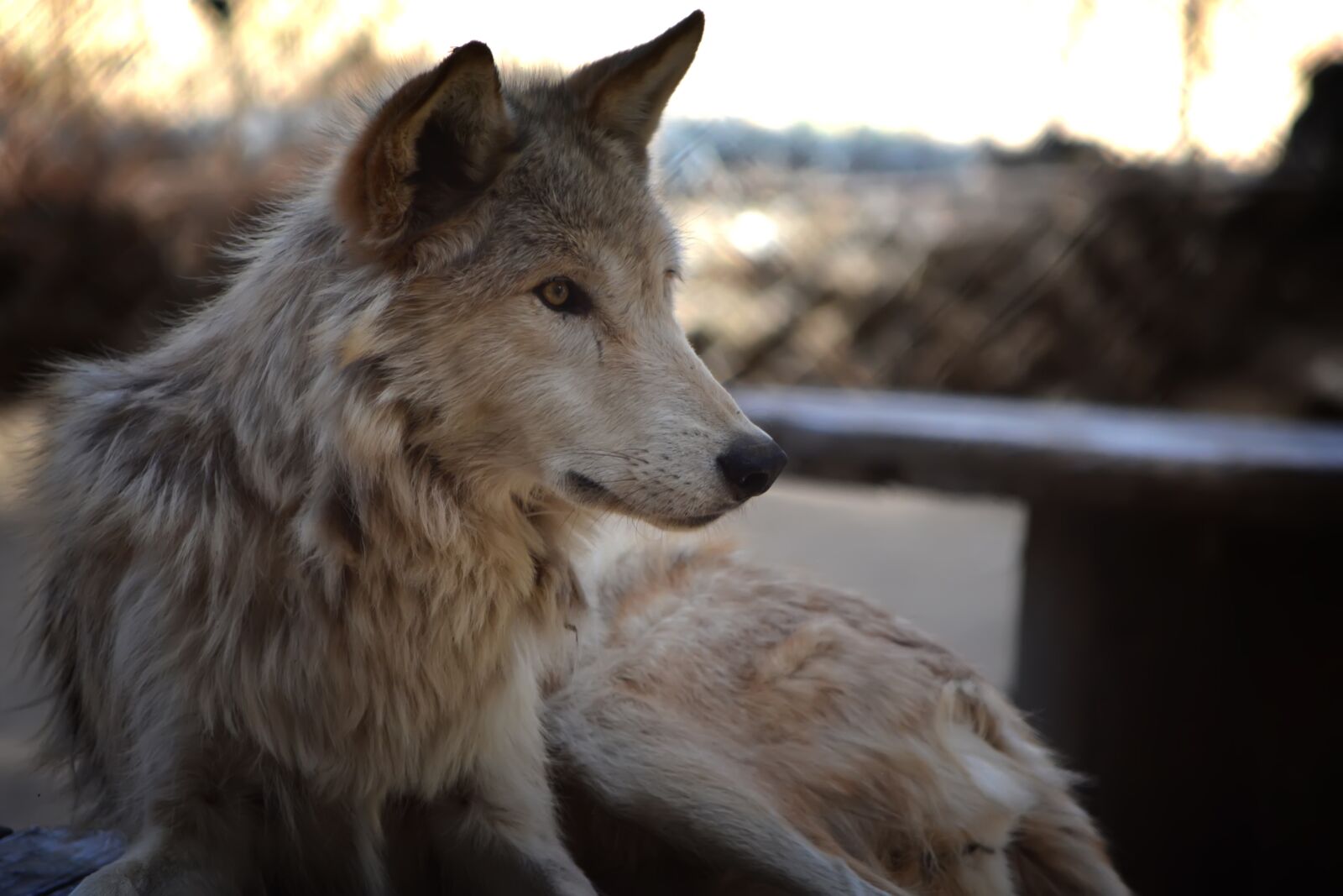 Nikon D5200 sample photo. Wolf, zoo, predator photography