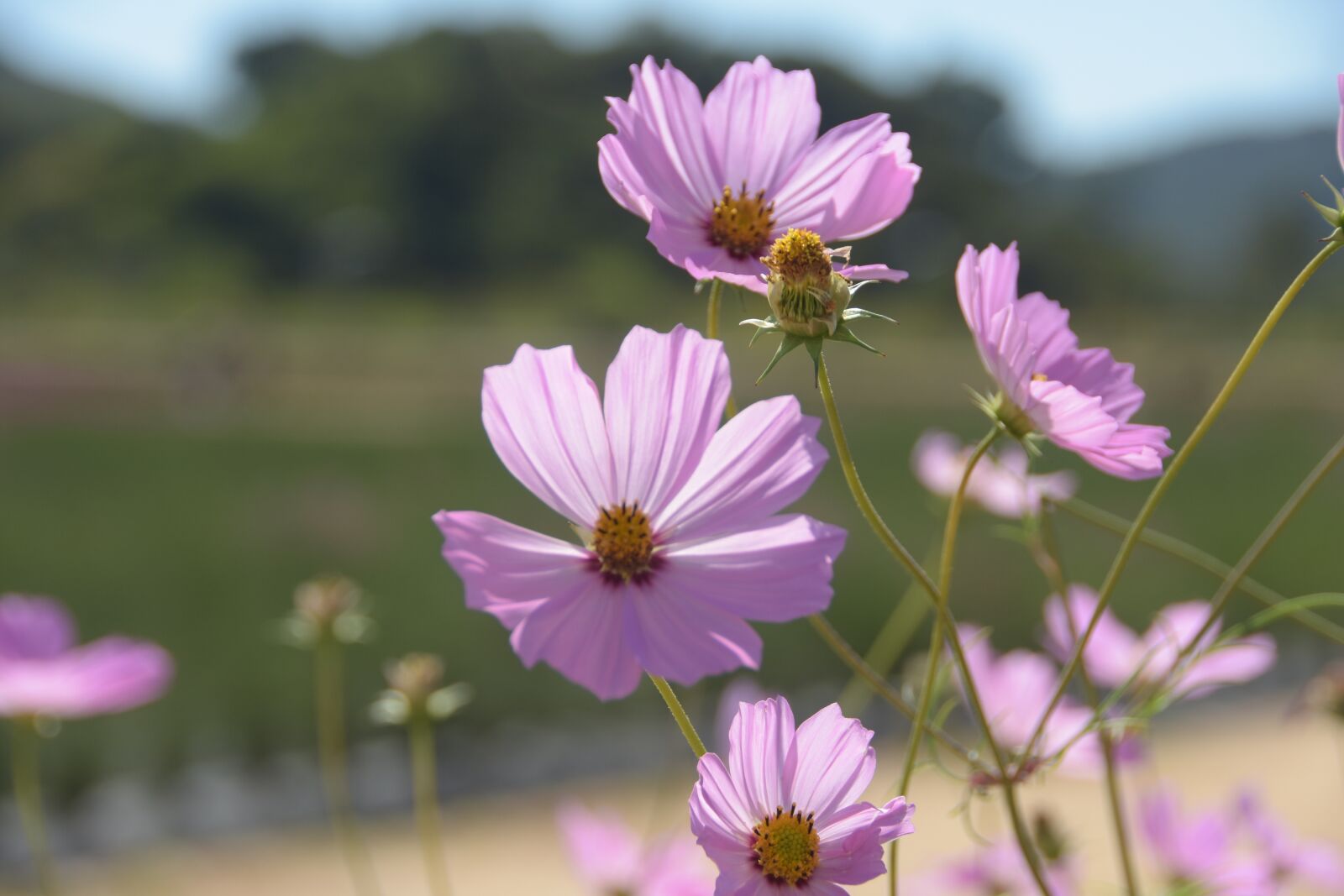 Nikon D7200 sample photo. Cosmos, pink, flowers photography