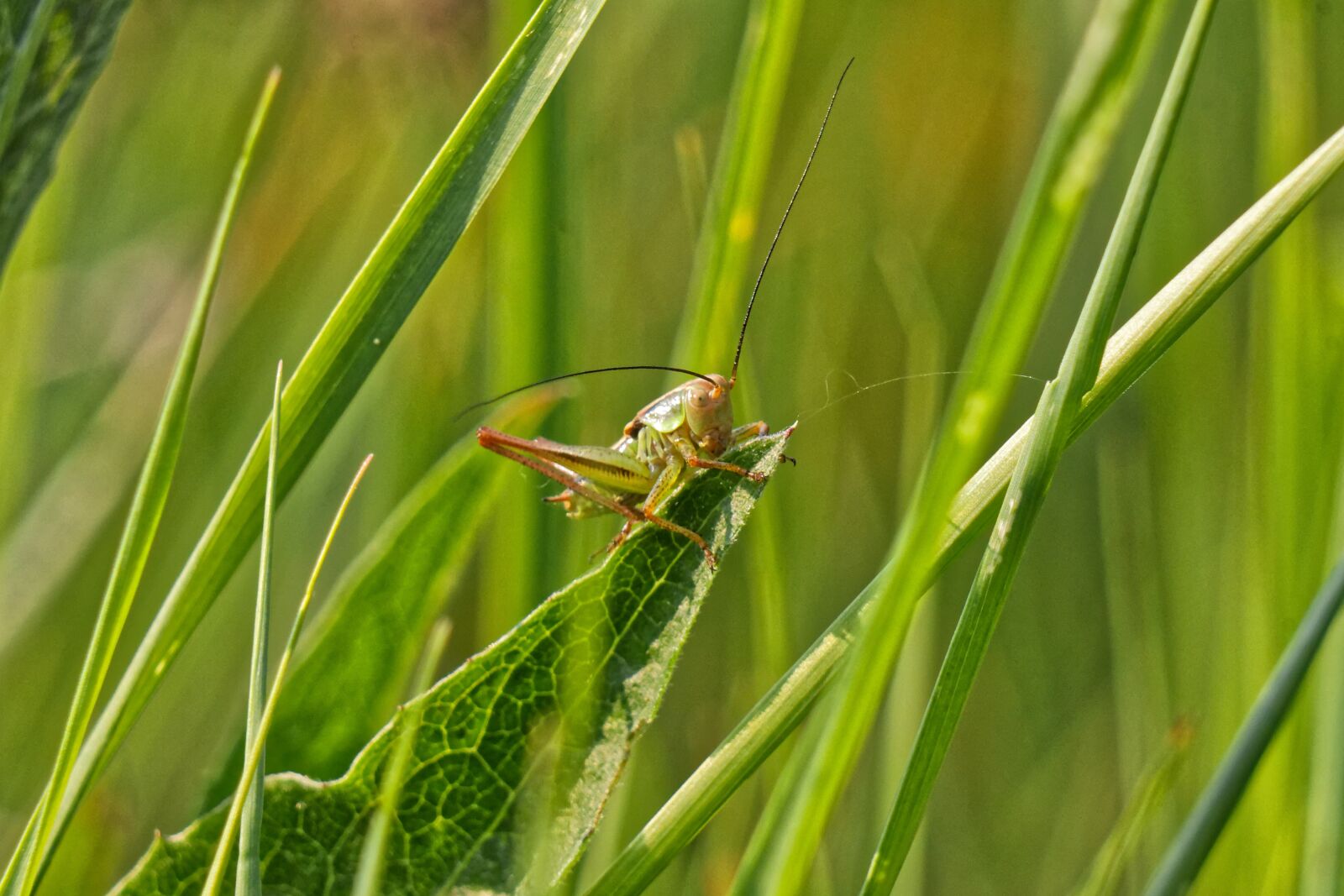Canon EOS 500D (EOS Rebel T1i / EOS Kiss X3) sample photo. Grasshopper, insect, summer photography