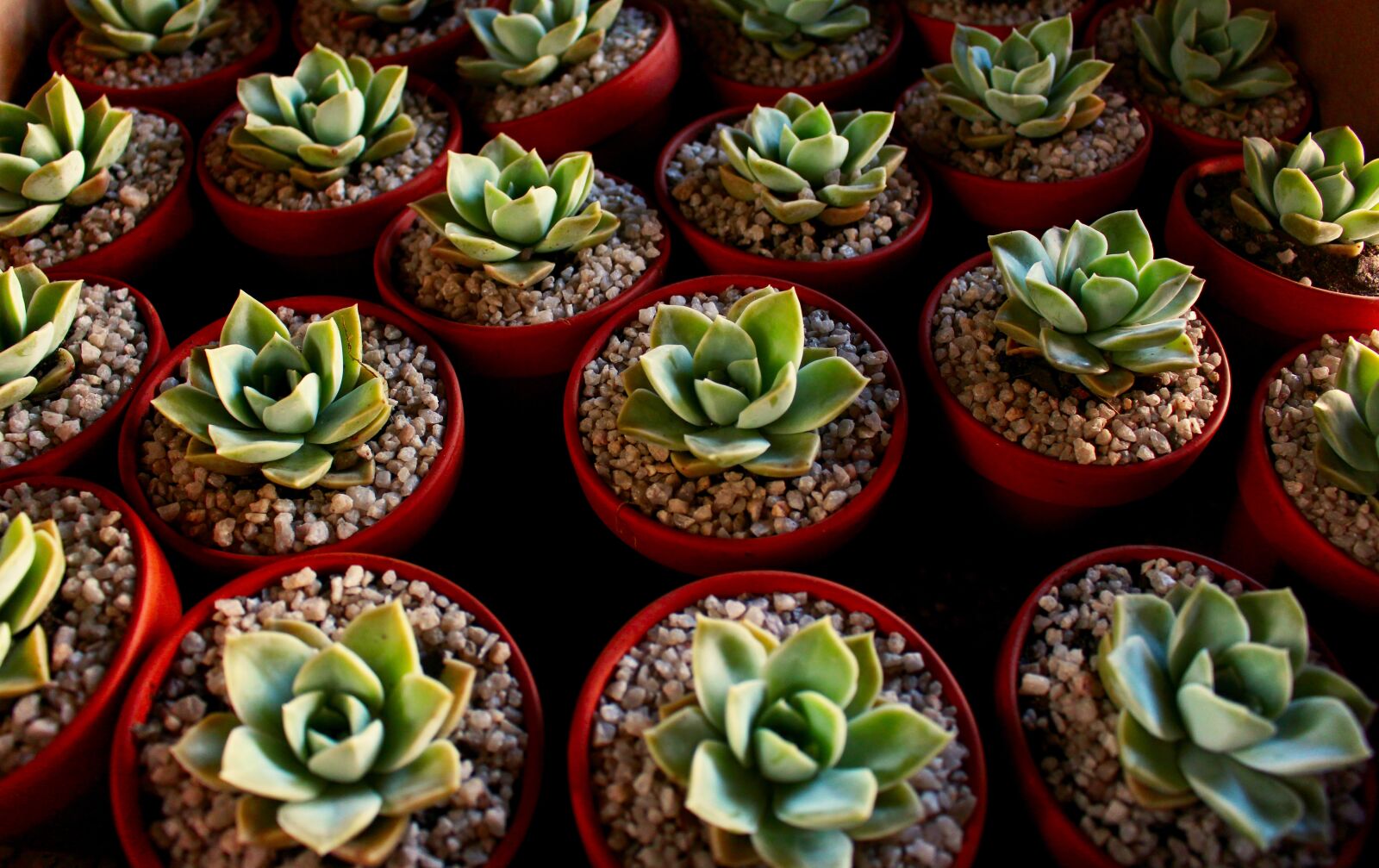 Canon EOS 700D (EOS Rebel T5i / EOS Kiss X7i) sample photo. Succulent, plant, green photography