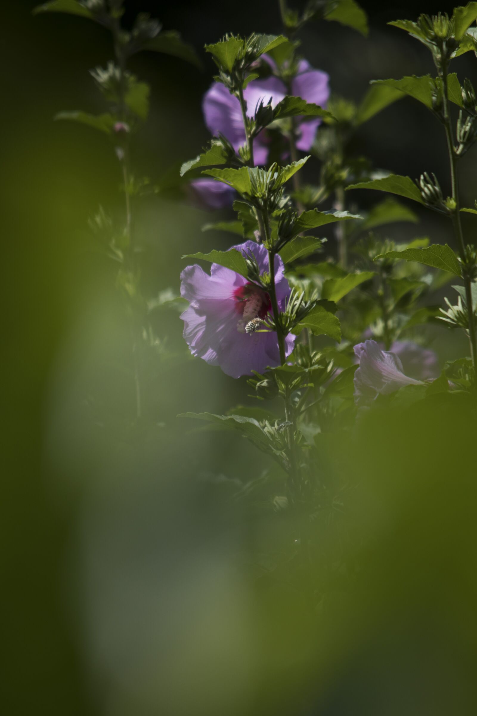 Canon EOS 80D sample photo. Flower, rosa, nature photography