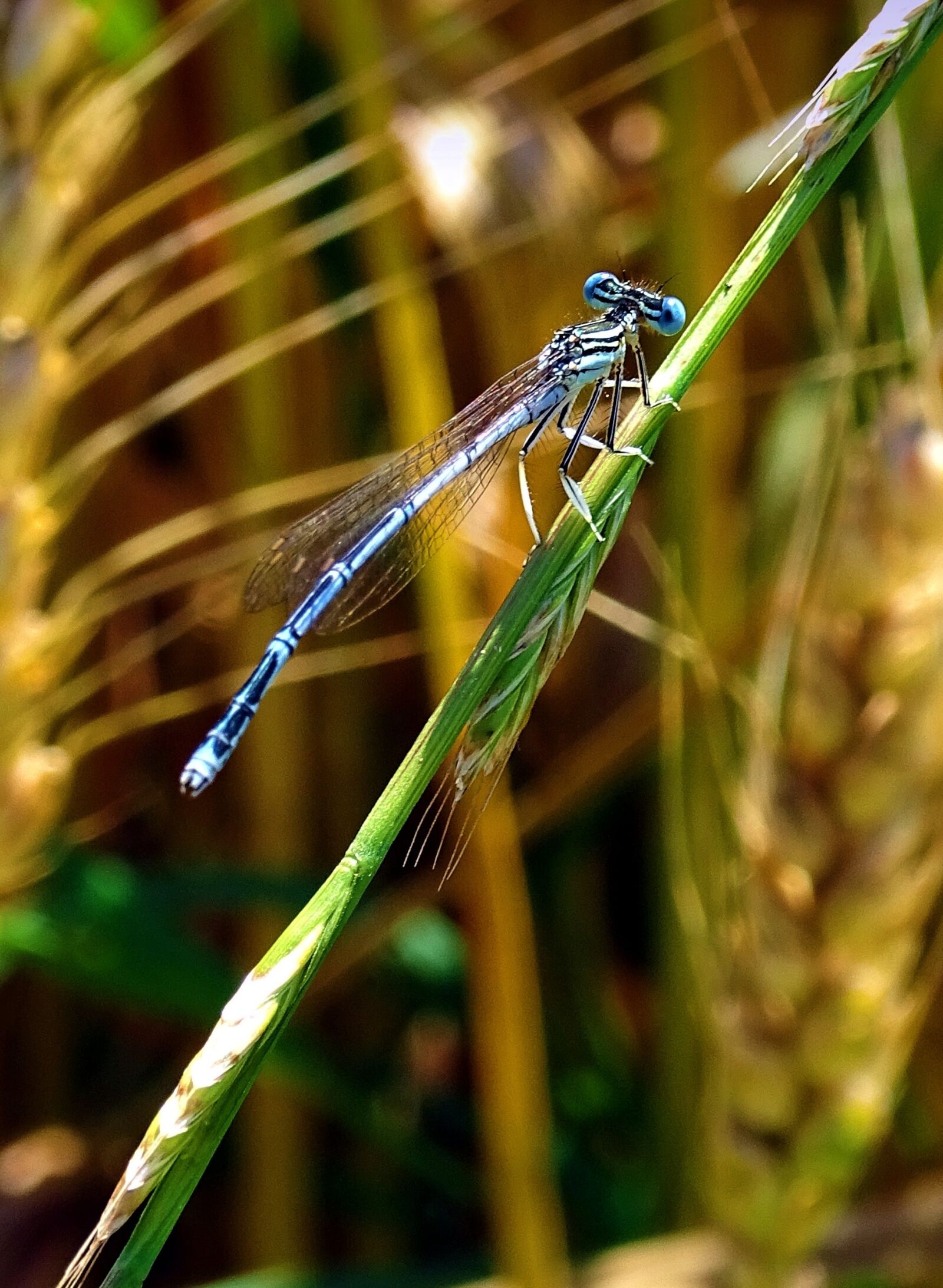 Sony Cyber-shot DSC-HX400V sample photo. Dragonfly, animal, insect photography