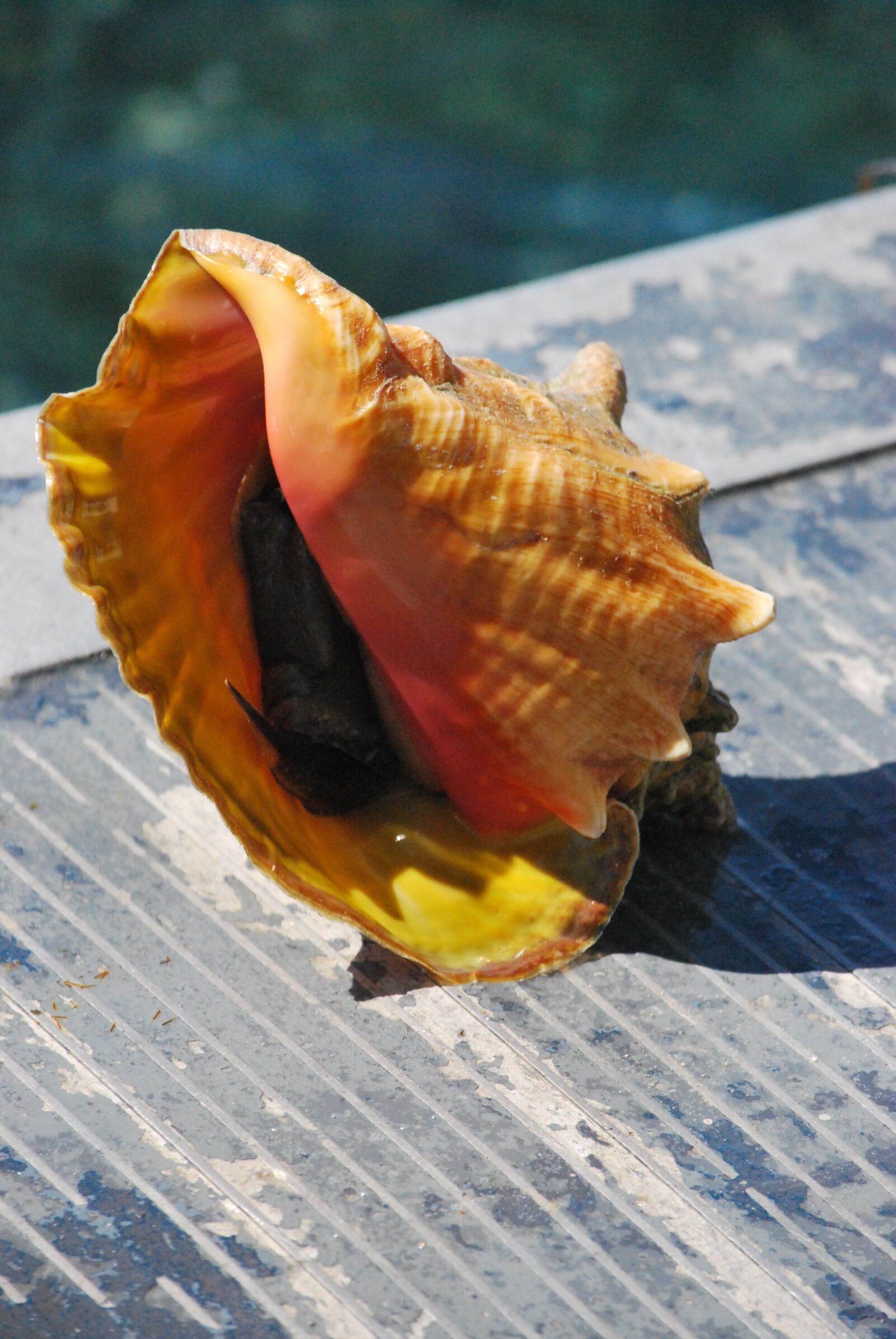 Nikon D60 sample photo. Seashell, carribean, conch photography