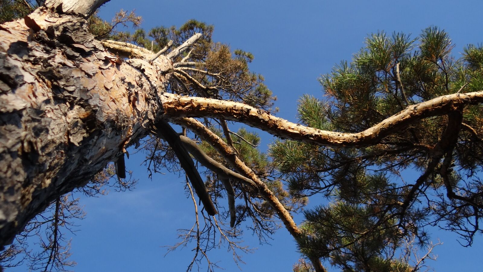 Sony Cyber-shot DSC-HX100V sample photo. Nature, tree, pine photography