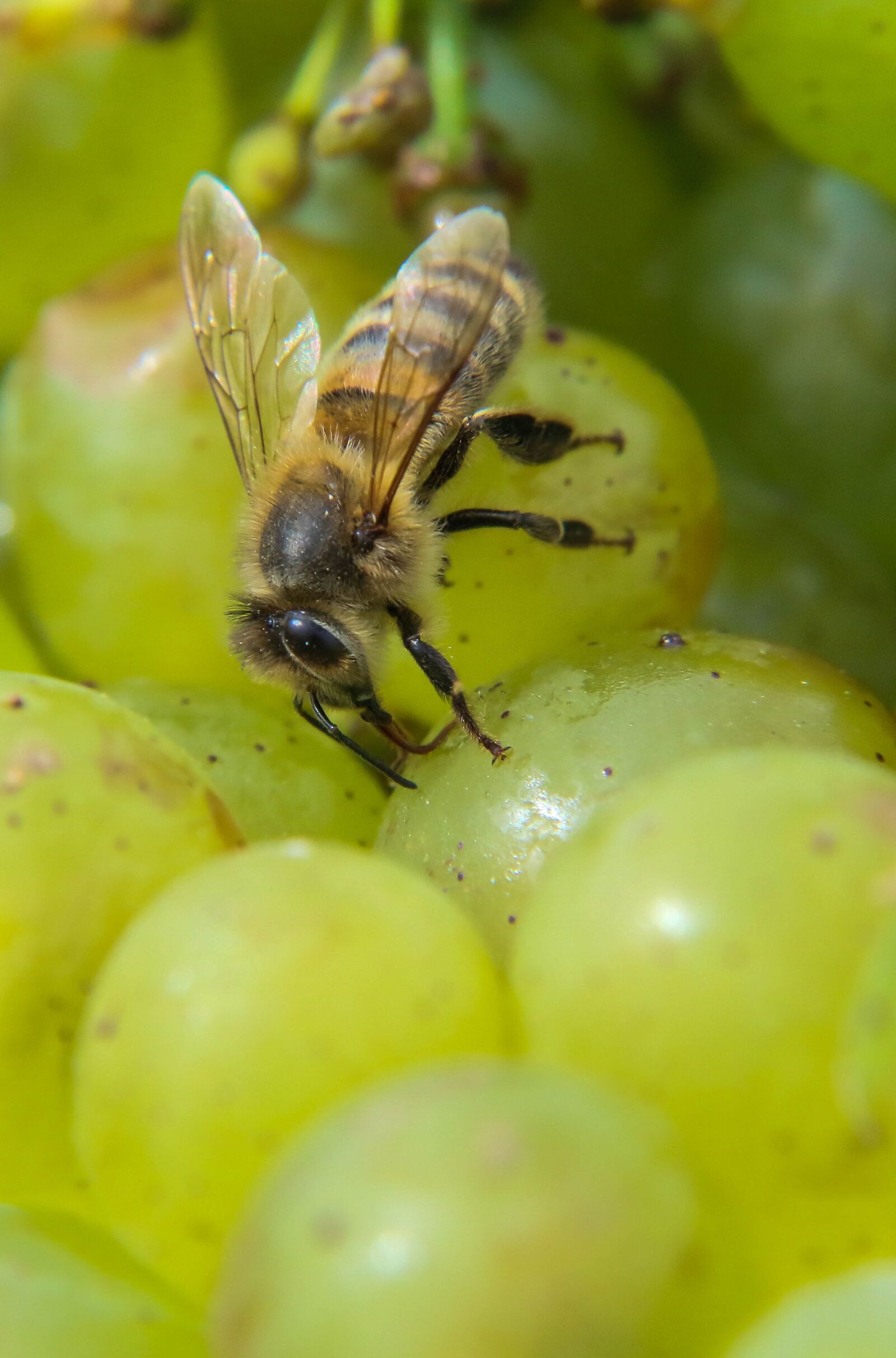 Canon EOS 70D + Canon EF-S 18-200mm F3.5-5.6 IS sample photo. Bee, grapes, fruit photography