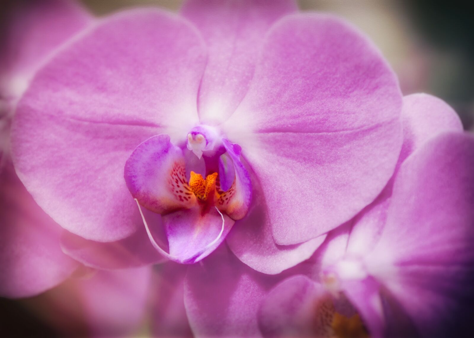 Canon EOS 50D sample photo. Orchid, phalaenopsis, purple photography