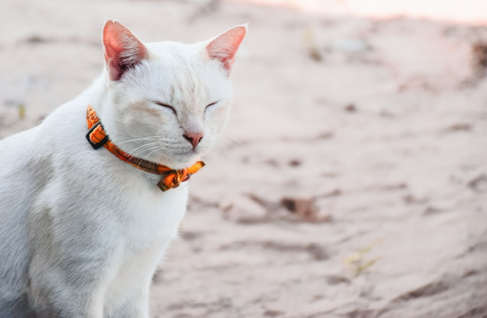 Nikon D5300 sample photo. Animals, pets, cat photography