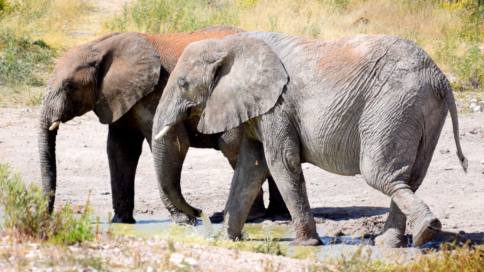 Nikon D5300 sample photo. Elephant, drinking, waterhole photography