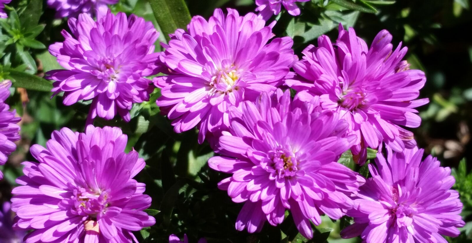 Samsung Galaxy S5 sample photo. Flower, asters, plant photography