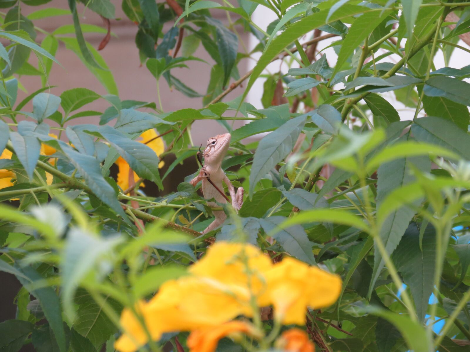 Canon PowerShot SX40 HS sample photo. Chameleon, nature, reptile photography
