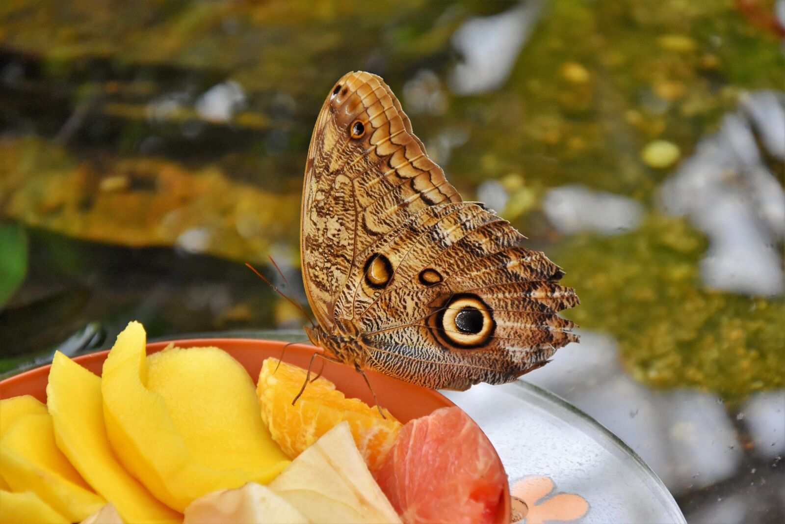 Nikon D7200 sample photo. Butterfly, tropical butterfly, exotic photography