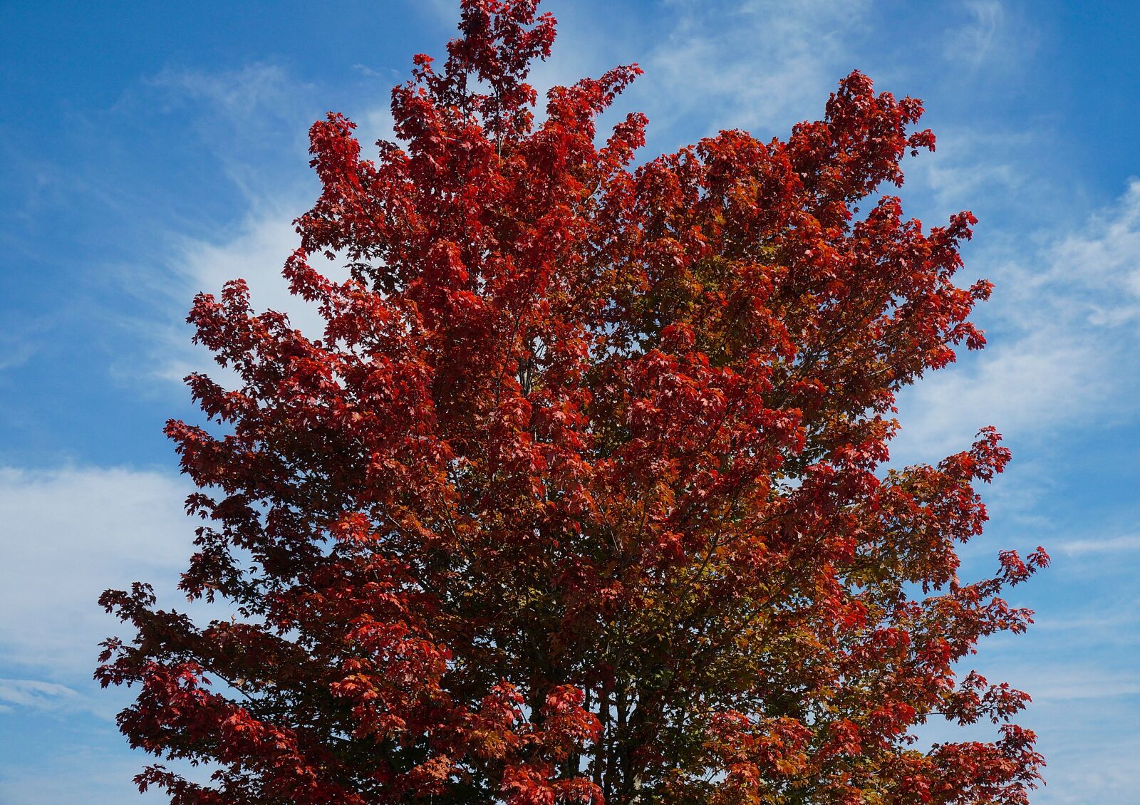 Sony Alpha NEX-5T sample photo. Maple tree, leaves, maple photography