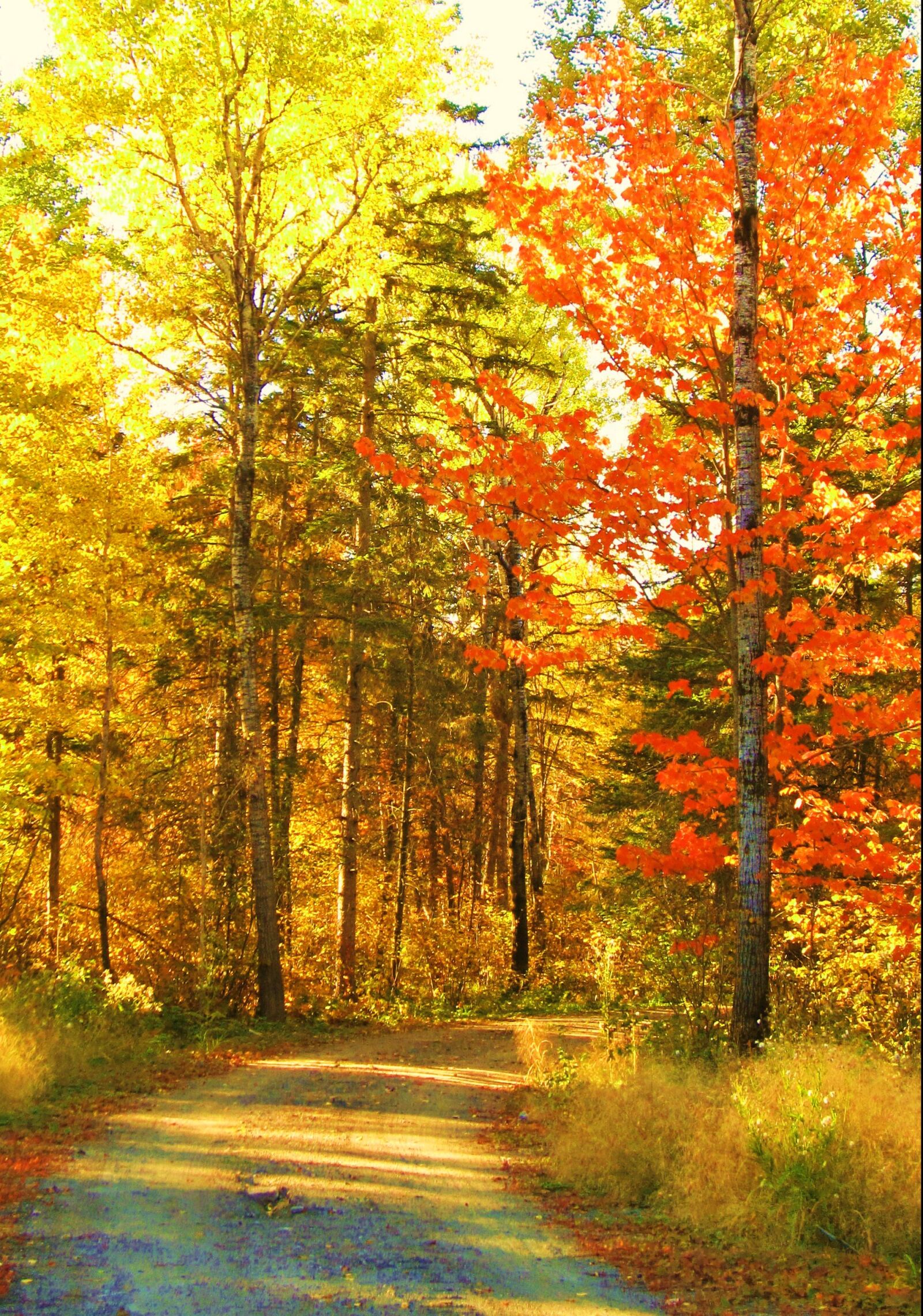 Canon PowerShot SD880 IS (Digital IXUS 870 IS / IXY Digital 920 IS) sample photo. Autumn, fall, trees photography
